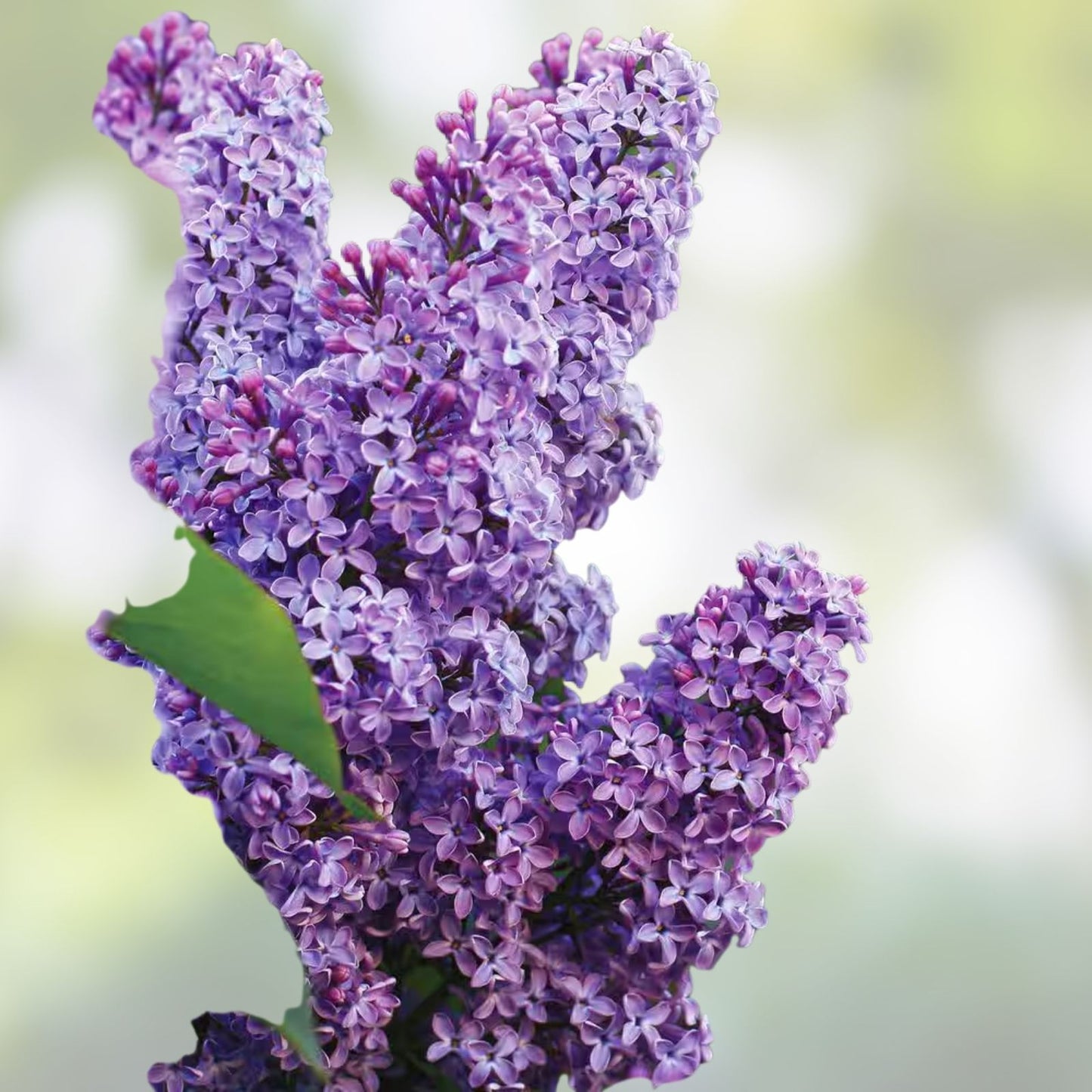 Live Lilac Bush Bare Root Syringa vulgaris 16-24" Purple Flowering Shrub, Old Fashioned Garden Plant