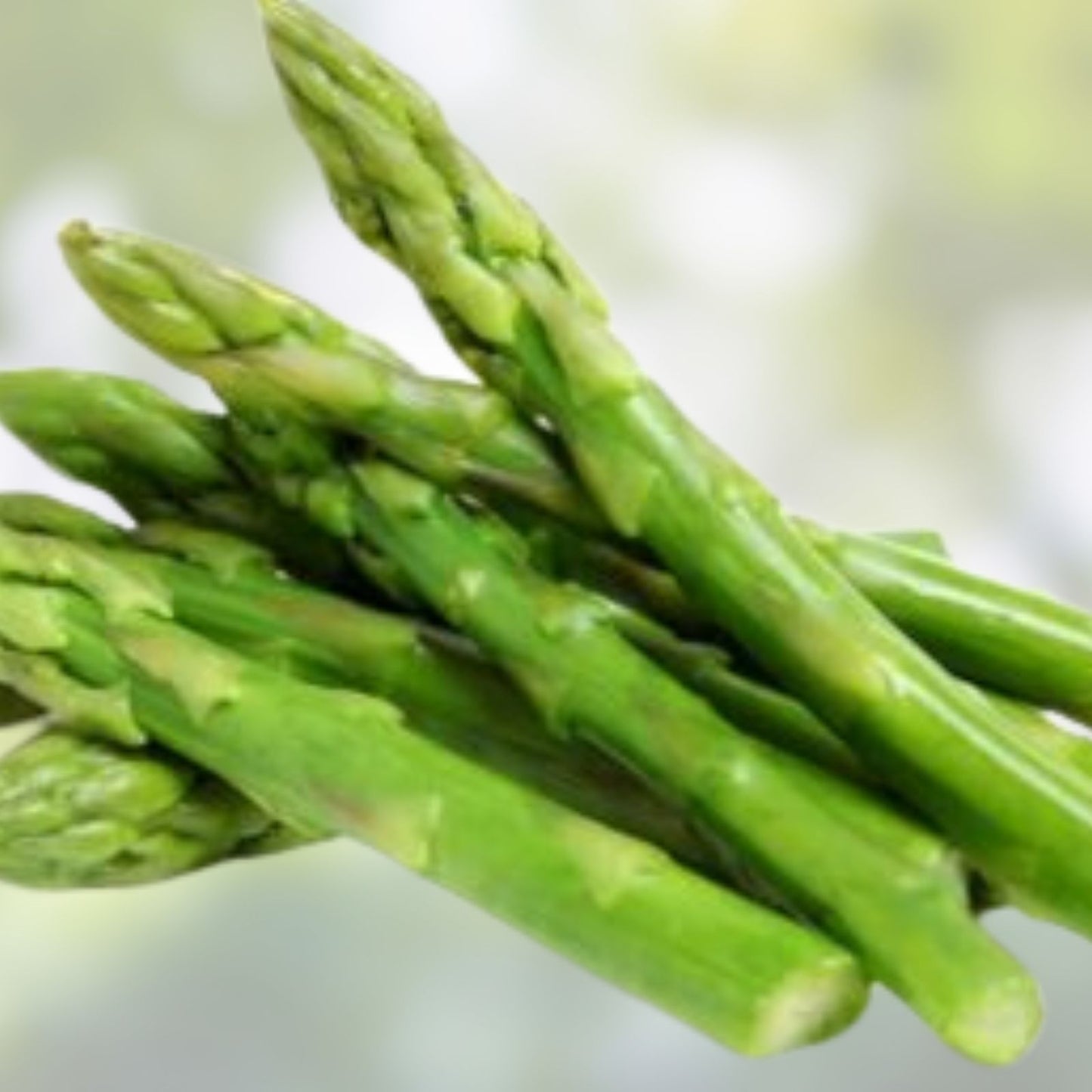 Green Asparagus Seeds 150 Non-GMO Garden Seeds for Planting, Asparagus officinalis, Fresh Vegetable Seeds, Fast Growing