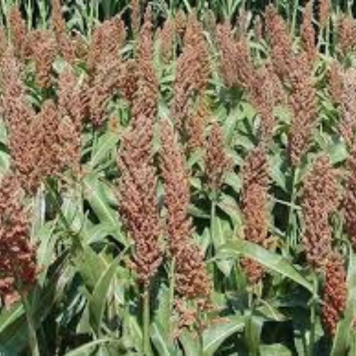 Sweet Sugar Drip Sorghum Seeds 1 lb for Planting, Cooking, Sorghum bicolor syrup variety, starter seed, live plant