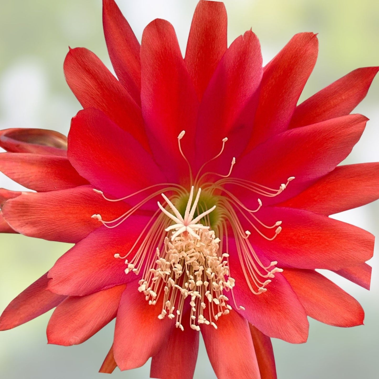 Epiphyllum Orchid Cactus Cuttings Coral Dancer Live Plant Bare Root Houseplant - Succulent, Easy Care, Indoor, Bright Light