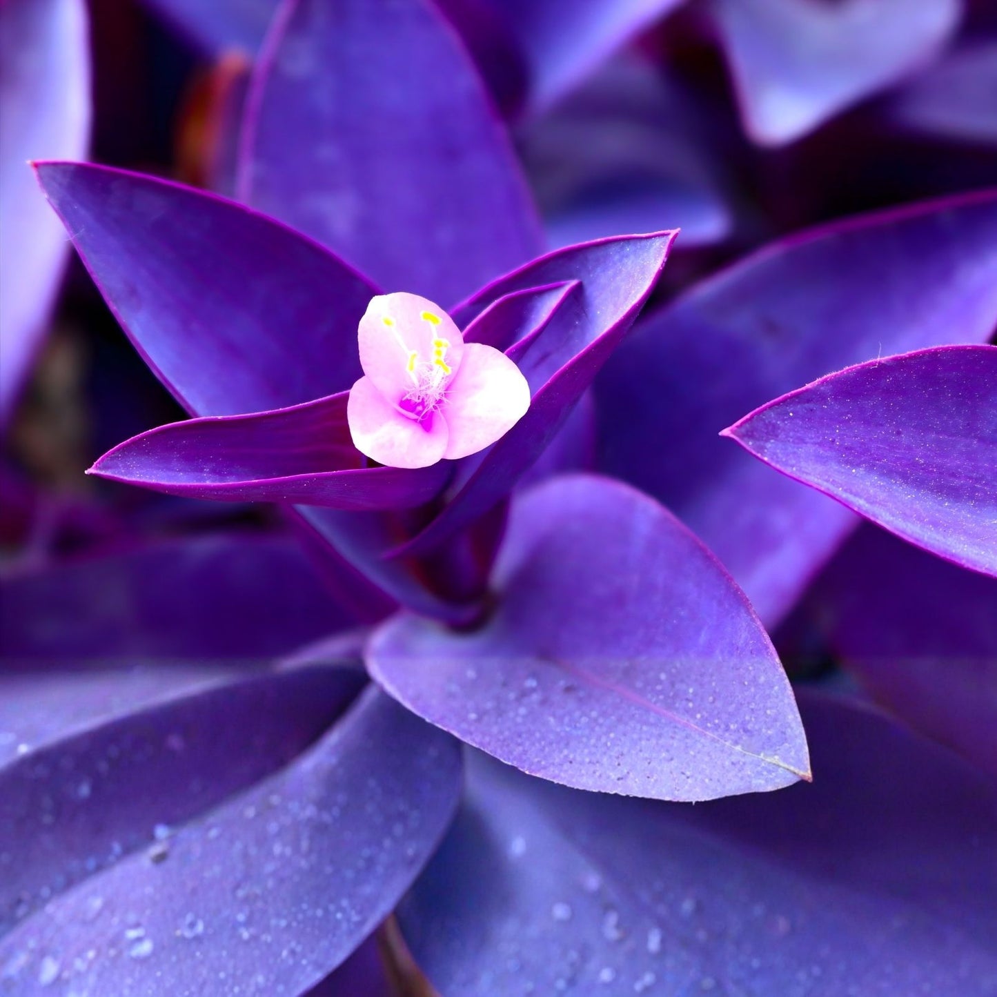 Large Purple Heart Tradescantia Pallida Cuttings – 7 Live Perennial Plants for Indoor and Outdoor Gardening