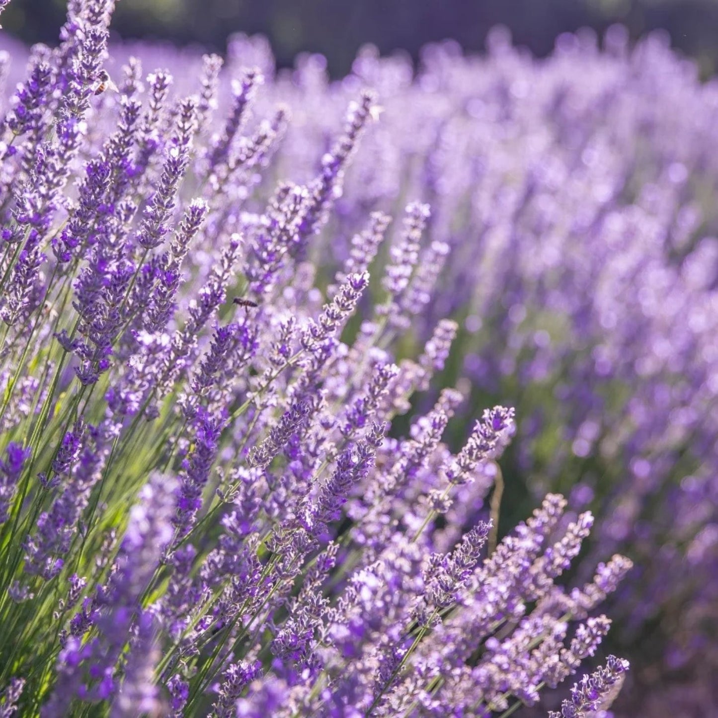 Lavandula angustifolia Lavender Cuttings Bundle of 10 Organic Dried Stems for Crafts Aromatherapy Houseplant Starter