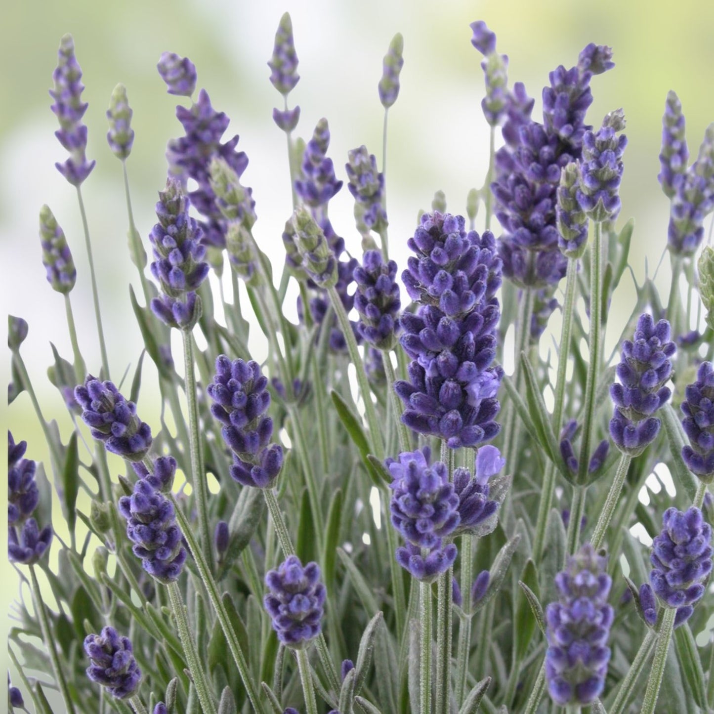 Lavender Seeds 500 Pack for Planting - English Lavender Herb Seeds - Lavandula angustifolia - Fragrant, Easy to Grow, Garden & Landscaping