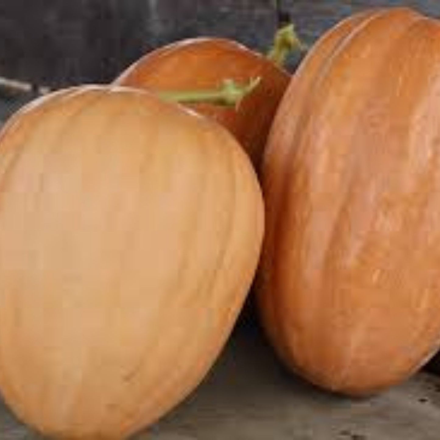 Organic Pumpkin Seeds 10 Pack Heirloom Dickinson Non-GMO Raw Snack Plant Seeds for Gardening and Cooking