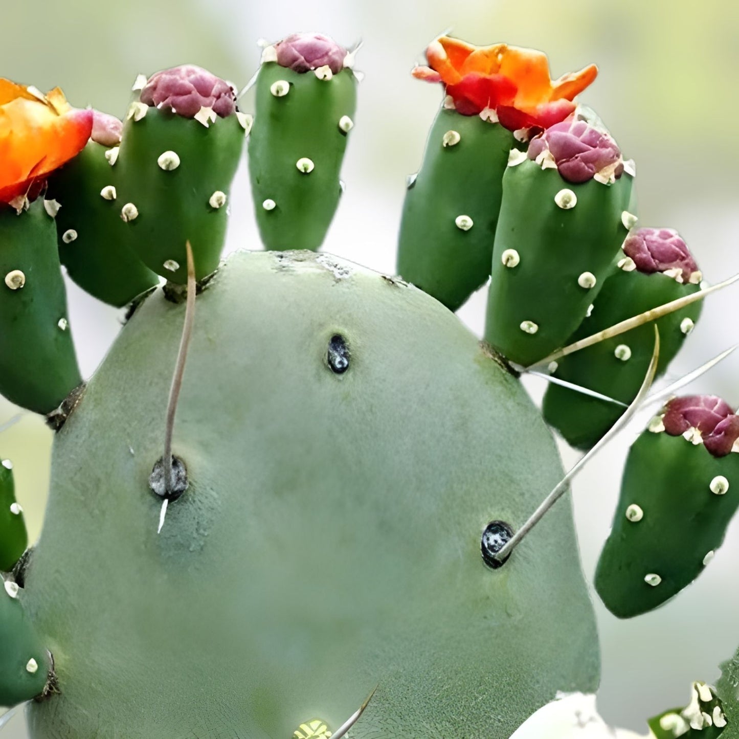 Prickly Pear Cactus Cutting Opuntia Succulent Plant 1 Fresh Pad for Gardening Landscaping Houseplant