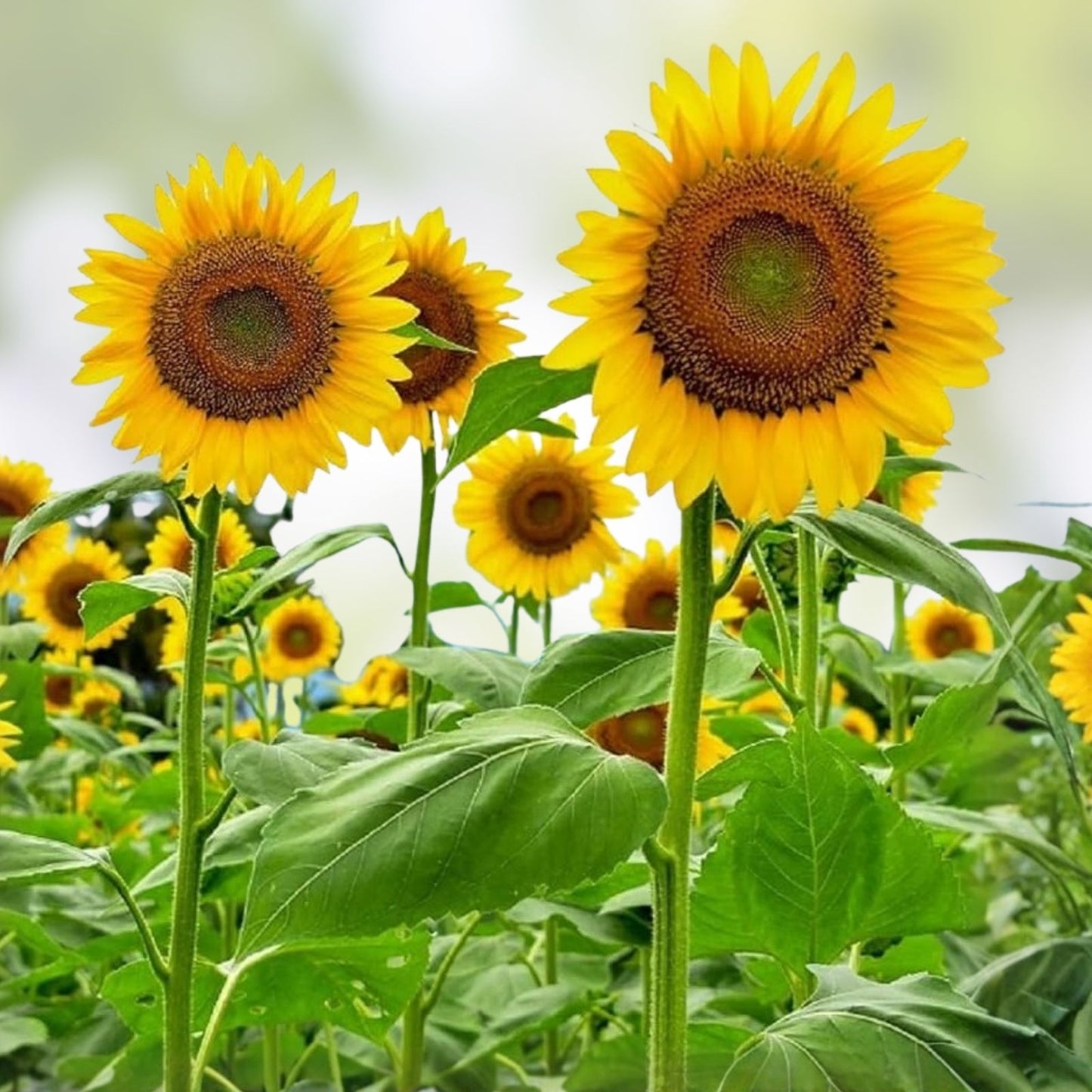 Sunflower Seeds 50 Count – Easy Grow Helianthus annuus Garden Flower Seeds for Planting, Live Plant, Cutting, Starter Plant