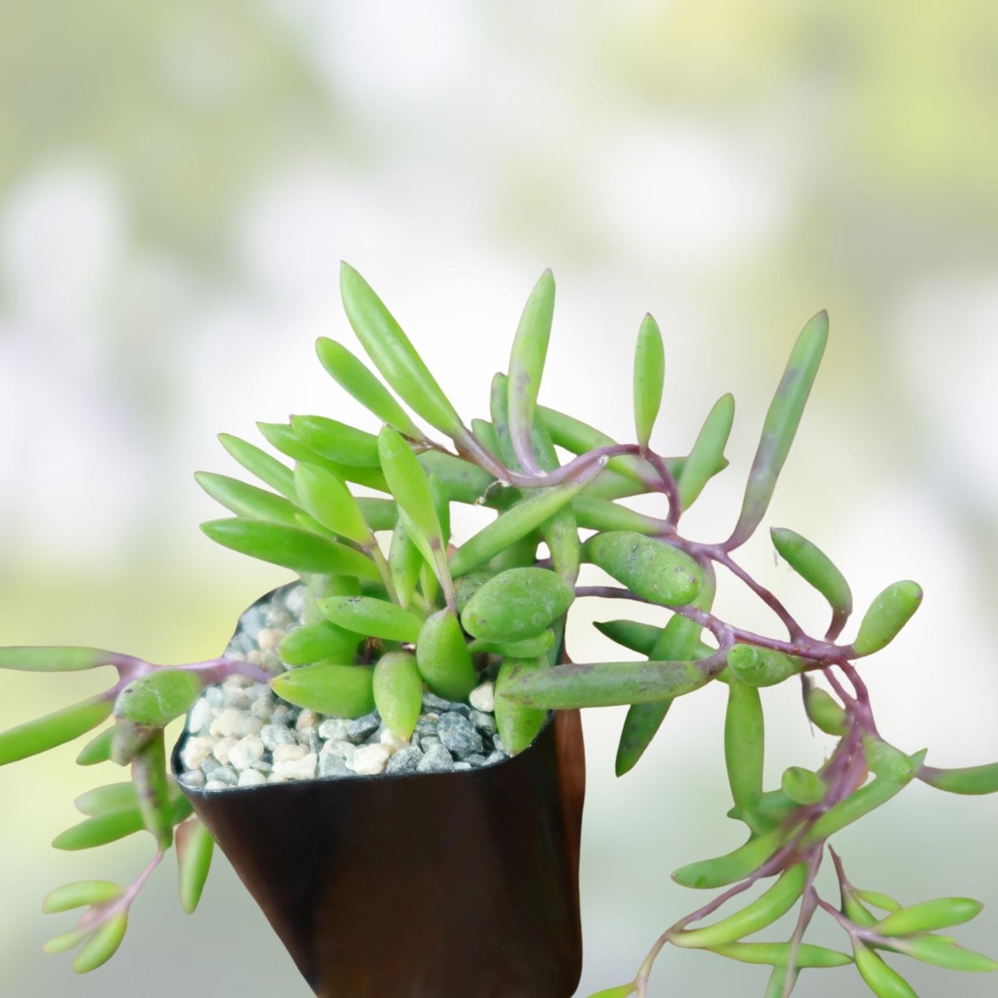 Othonna Capensis Ruby Necklace Succulent Cuttings Live Plant Houseplant Organic Home Decor