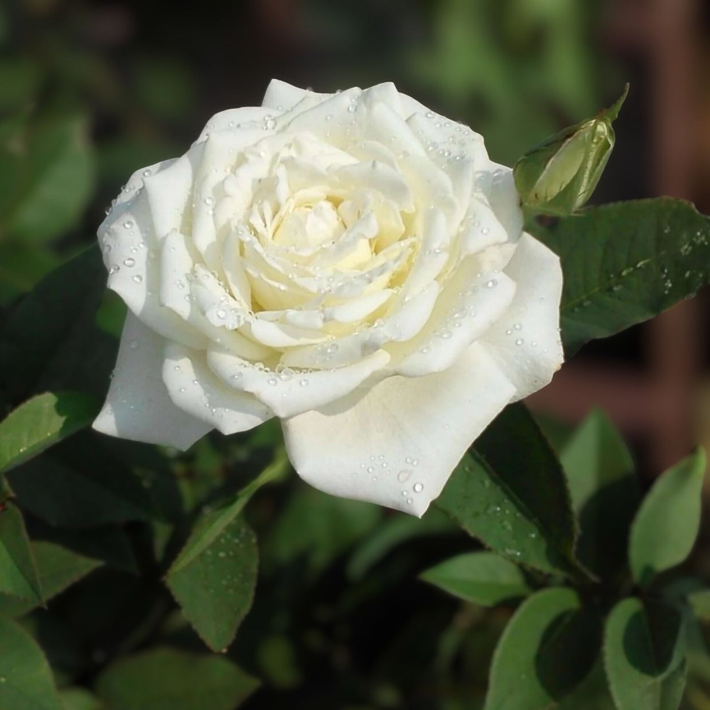 JFK White Rose Bush Cuttings 6" Live Flower Plant Rosa spp. Shrub for Garden Landscaping