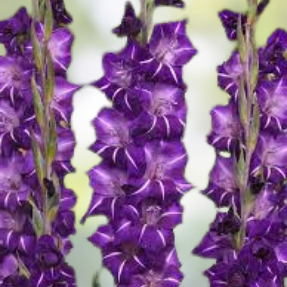 Gladiolus Bulbs 12-14cm Purple Flora Tall Sword Lily Garden Flower Bulbs Velvety Blooms