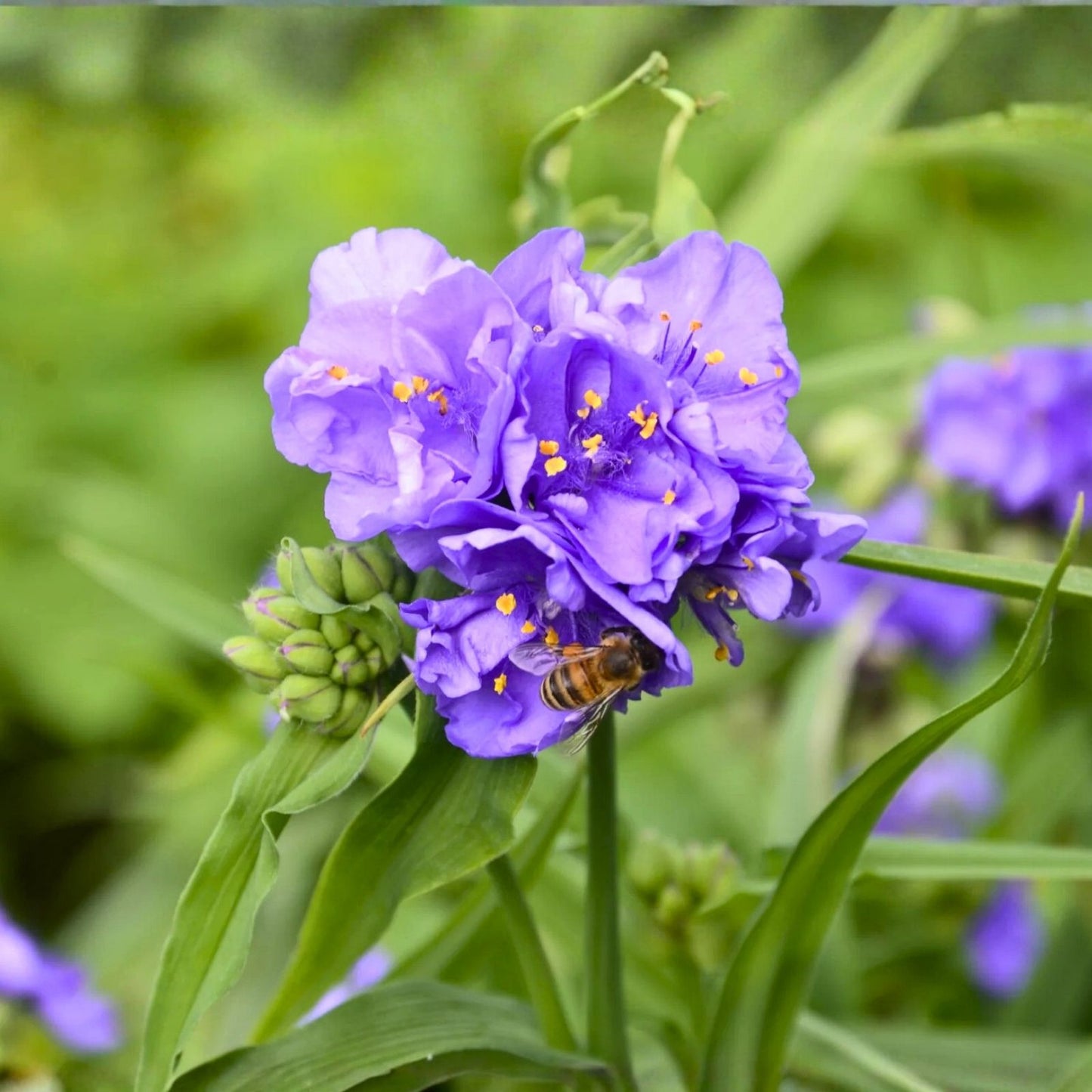 Live Widow's Tears Plant 5-Pack Commelina spp. Shade-Loving Blue Purple Flower Houseplant Cutting Bare Root Starter