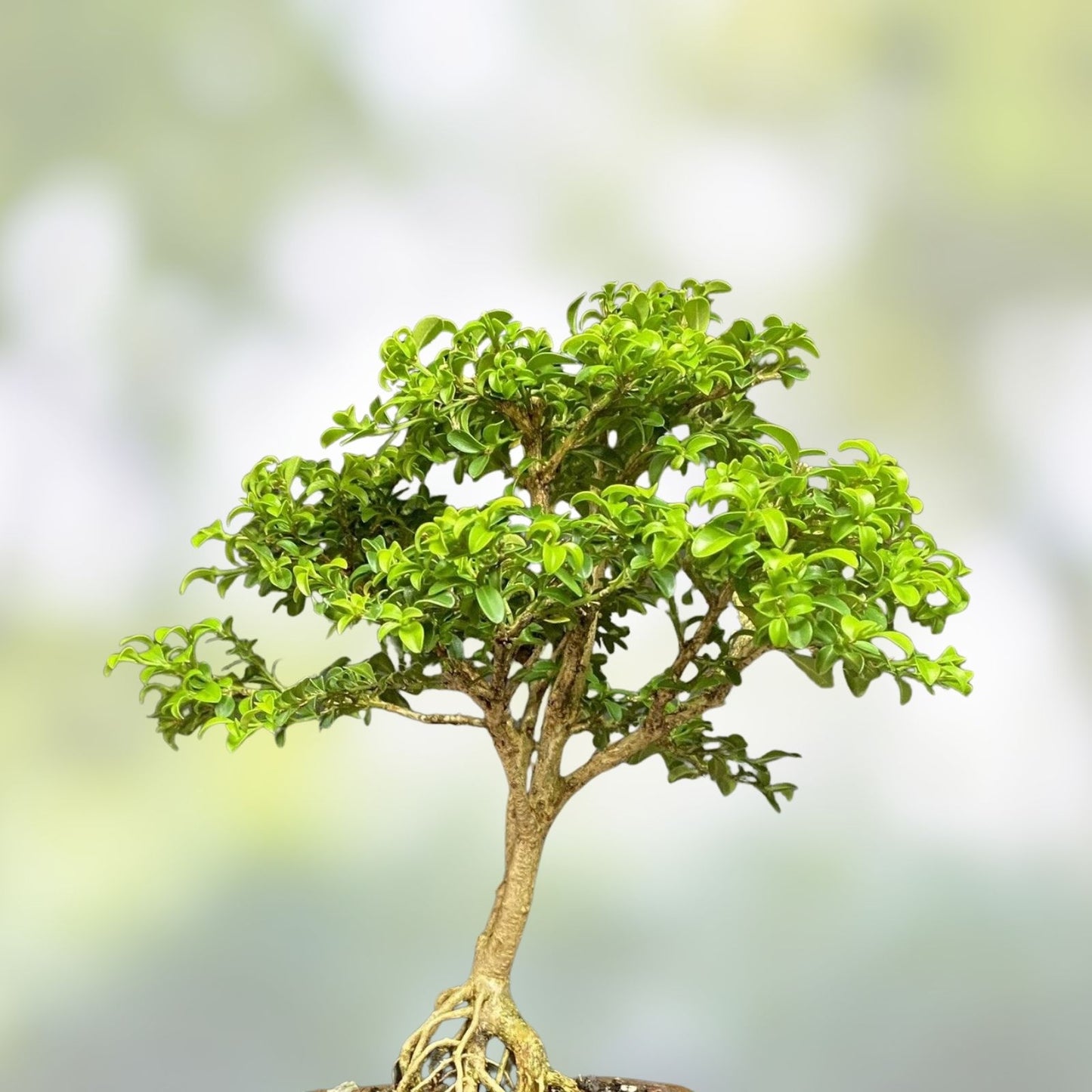 Kingsville Boxwood Bonsai Tree 9-inch in Chinese Glazed Pot, 12-Year-Old Indoor Home Decor Plant, Fast Growing, Buxus microphylla