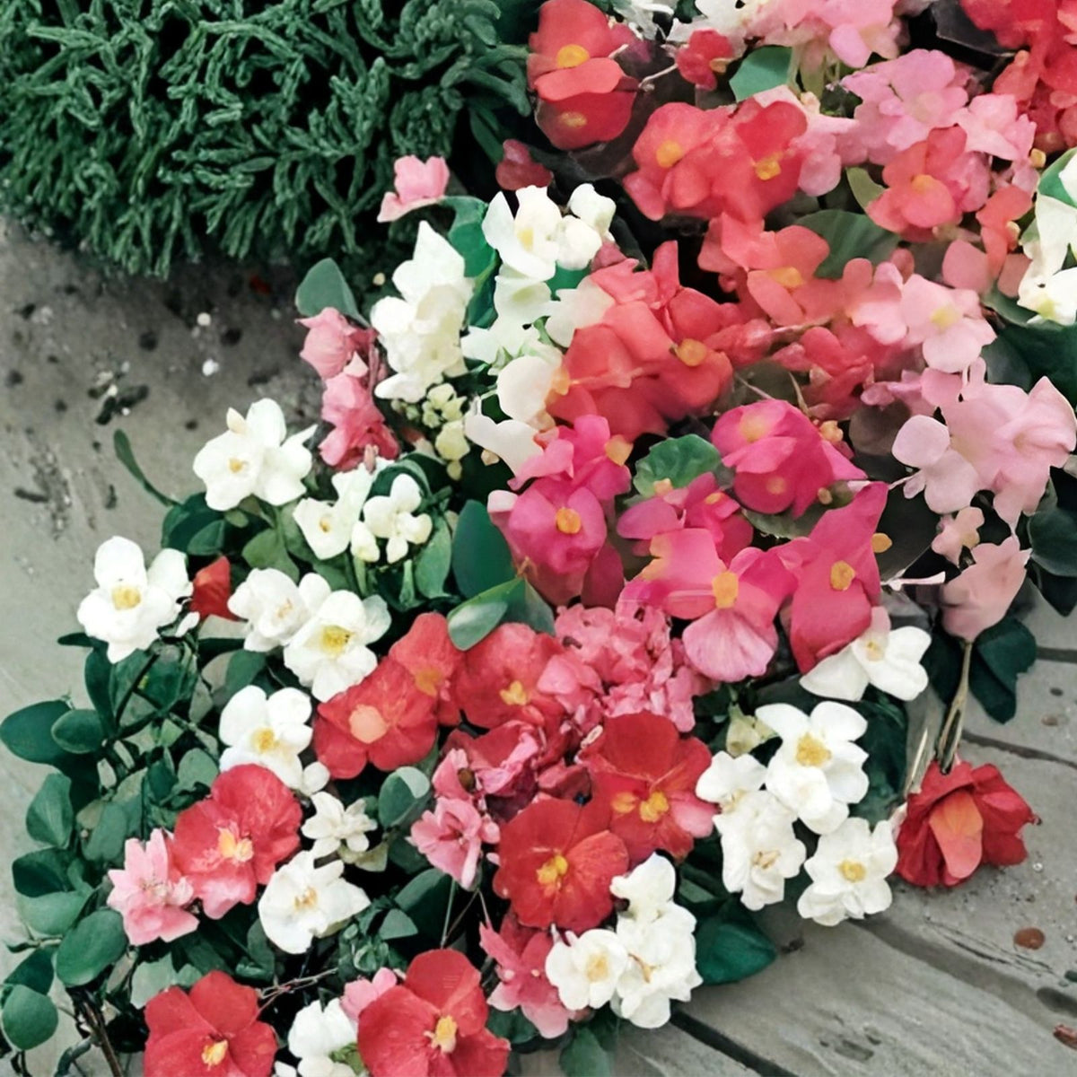 Tender Bloom Begonia Seeds 45 or 125 Count Non-GMO Flower Seeds Begonia spp.