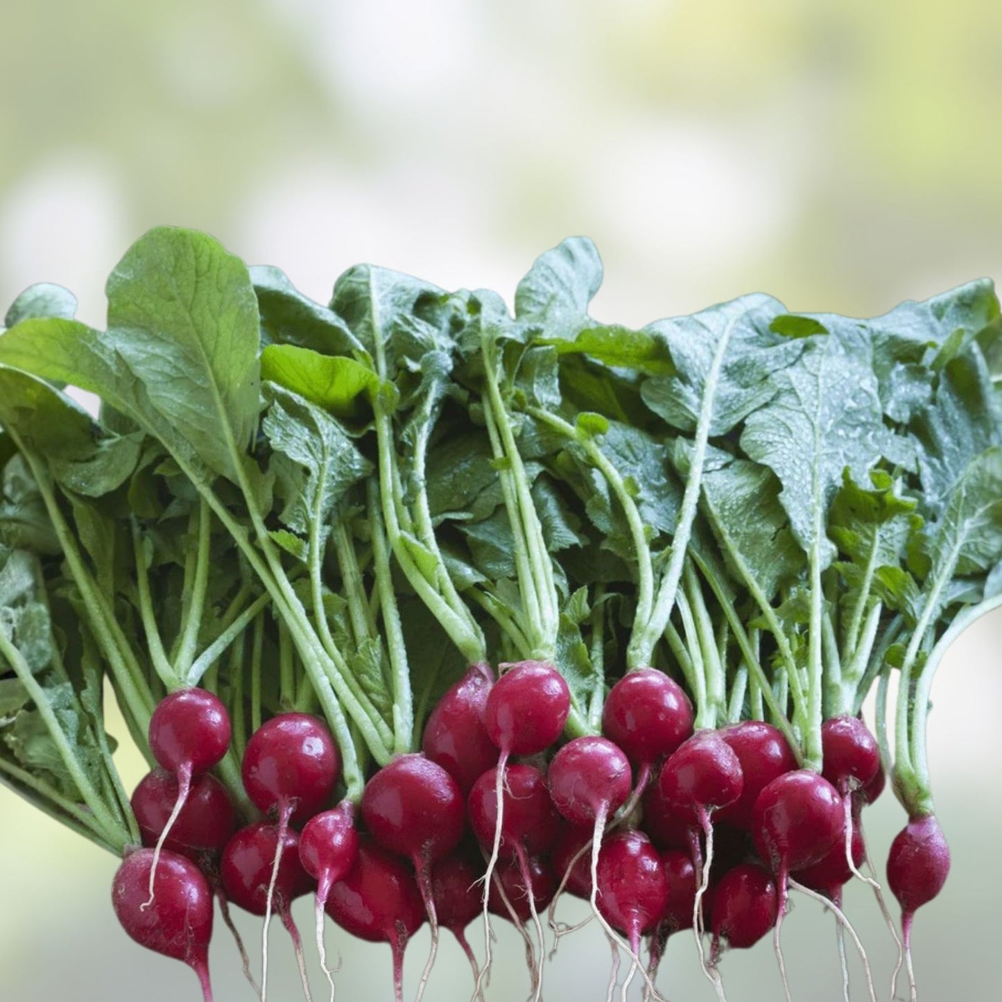 Organic Red Radish Seeds 4 oz – Non-GMO Heirloom Vegetable Seeds – Raphanus sativus for gardening, planting, and home grown produce