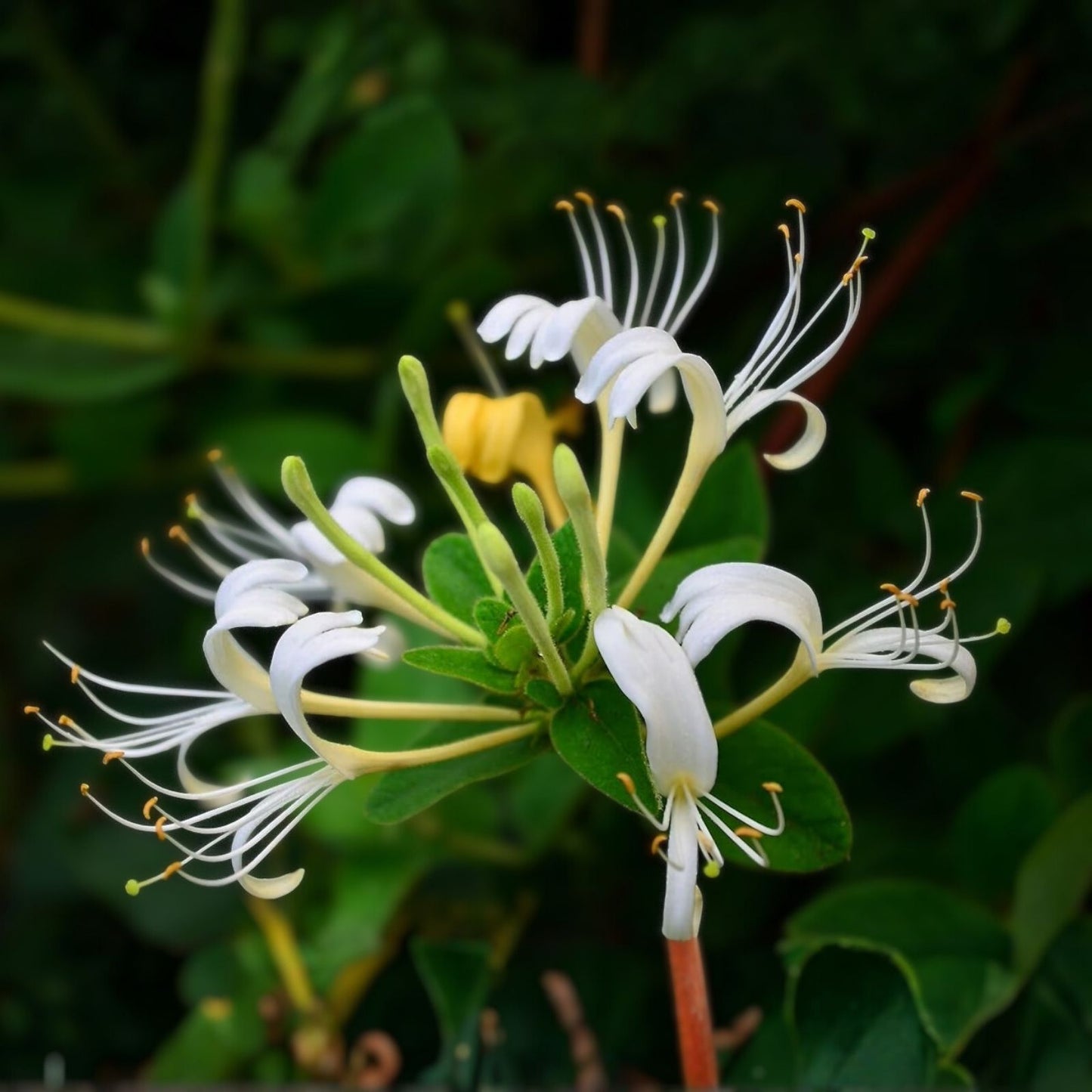 Honeysuckle Vine Live Starter Plants Set of 2, Lonicera japonica, Climbing Garden Plants, Fast-Growing Houseplants