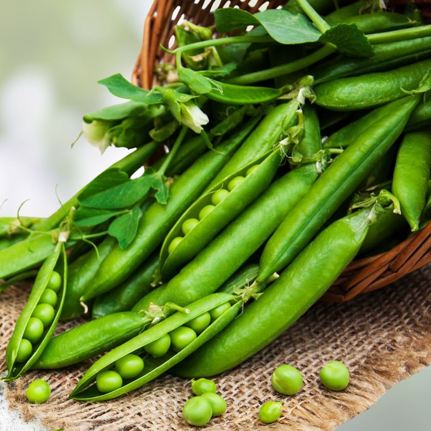Little Marvel Pea Seeds 500+ Heirloom Non-GMO Pisum sativum Vegetable Garden Seeds, Home Growing, Organic, Edible Plant