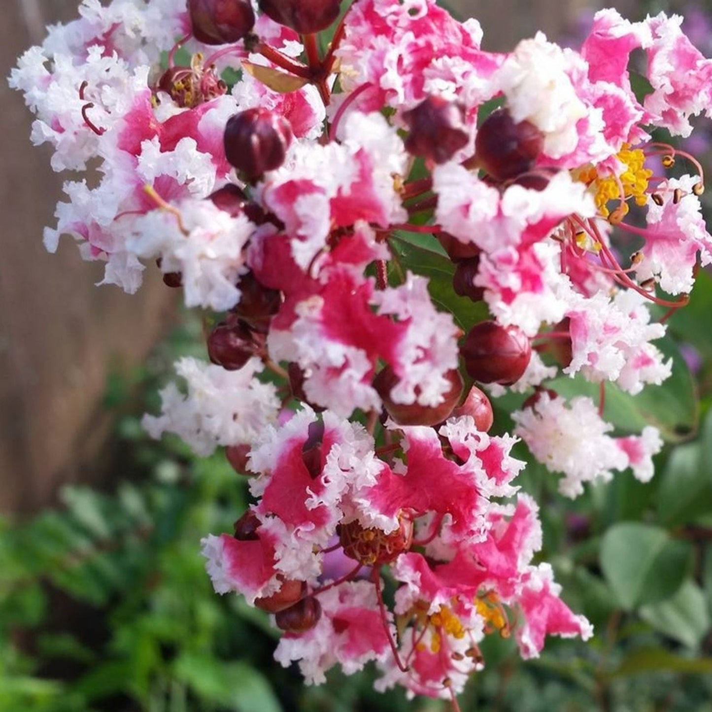 Peppermint Crape Myrtle Cuttings Live Plant 10 Unrooted Bare Root Lagerstroemia indica Flowering Shrubs