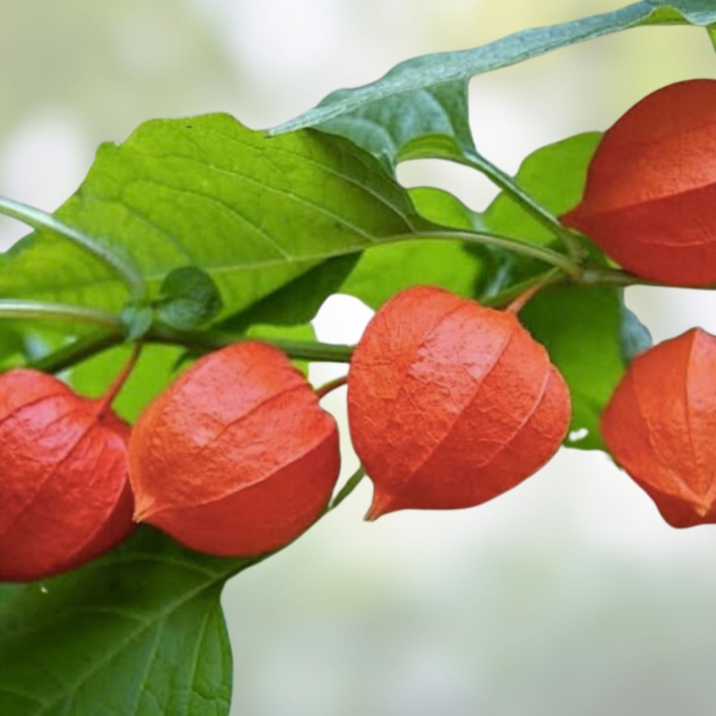 Purple Chinese Lantern Seeds 100 Pack | Physalis alkekengi Live Plant Cuttings Bare Root Starter Garden