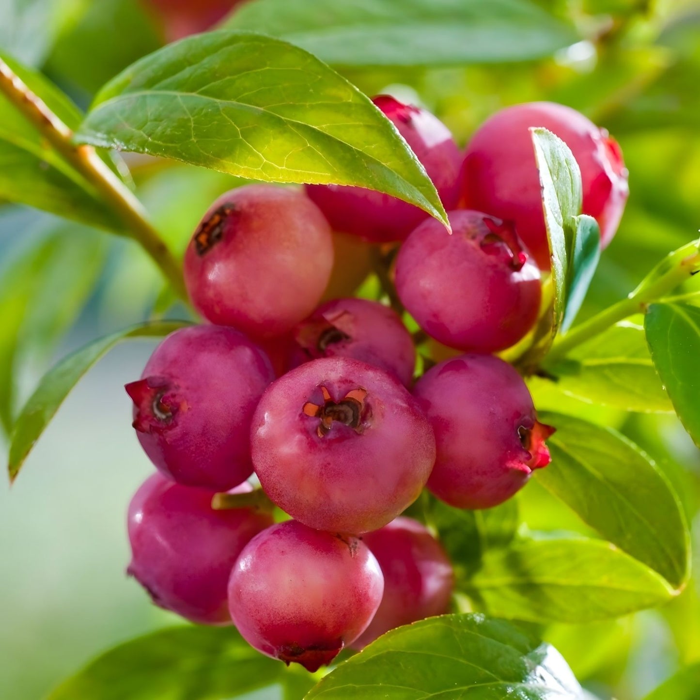Pink Lemonade Blueberry Bush Seedling 1 Gallon, Vaccinium corymbosum, Edible Fruit Plant, Pink Lemonade Variety, Live Plant