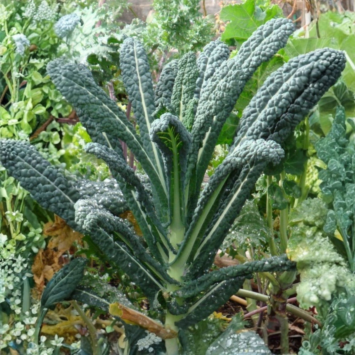 Black Tuscany Kale Seeds - Heirloom Variety - Brassica oleracea 'Nero di Toscana' - Organic Non-GMO Garden Seeds