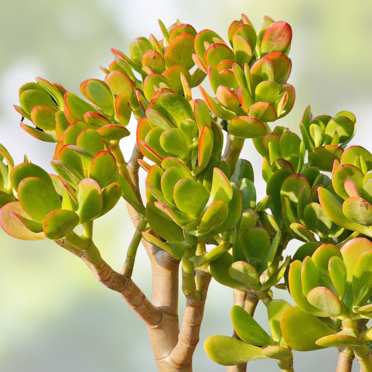 Jade Plant Starters 4-6" Crassula ovata Live Houseplant Easy Care Indoor Succulent Cutting