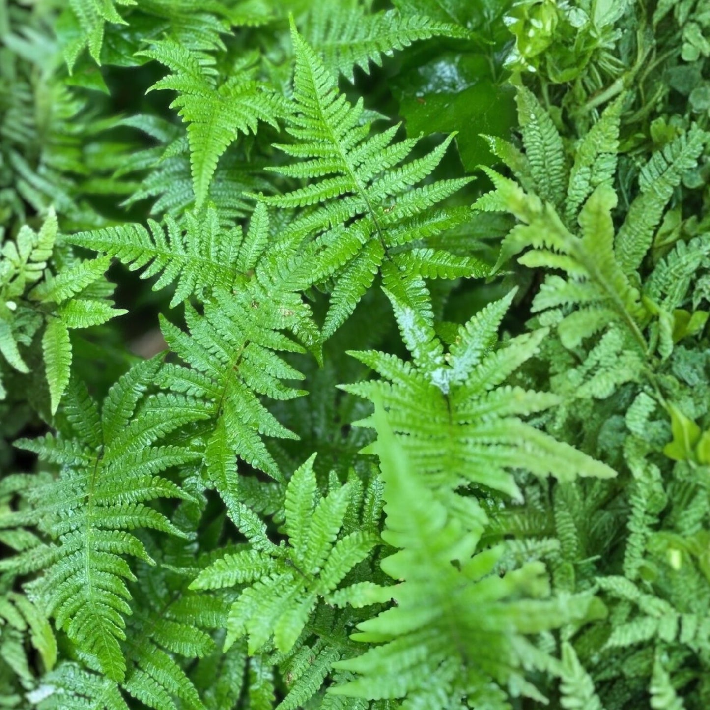 Long Beech Fern Live Plants 5-Pack | Phegopteris connectilis Native Fern Starter | Southern Alabama Houseplant or Cutting