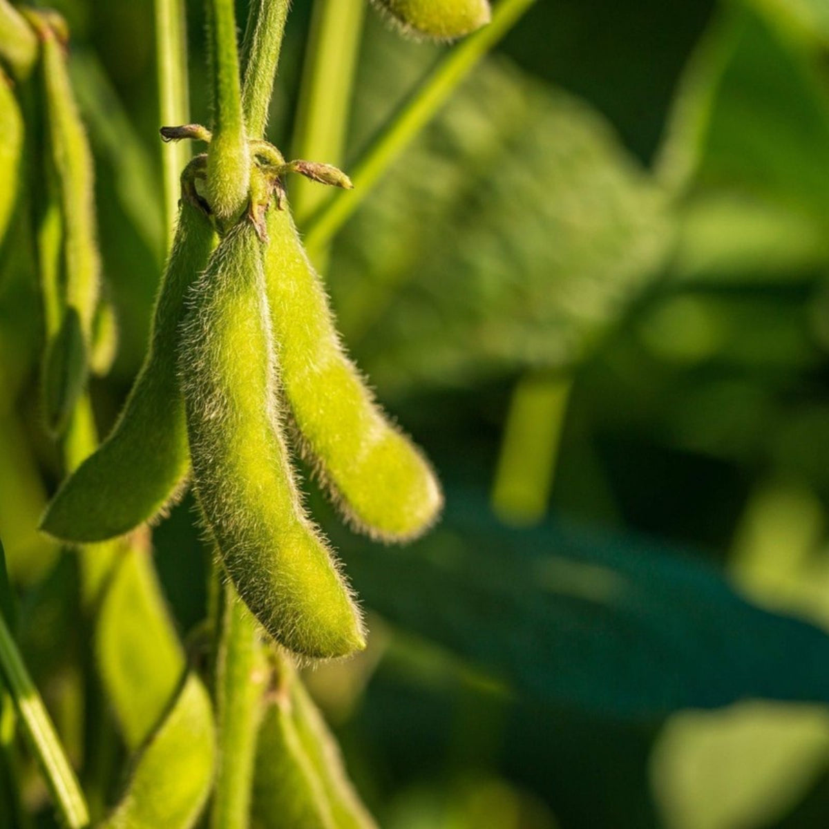 Black Soybean Seeds for Planting 1 lb Non-GMO Organic Glycine max Vegetable Seeds - Fast Growing