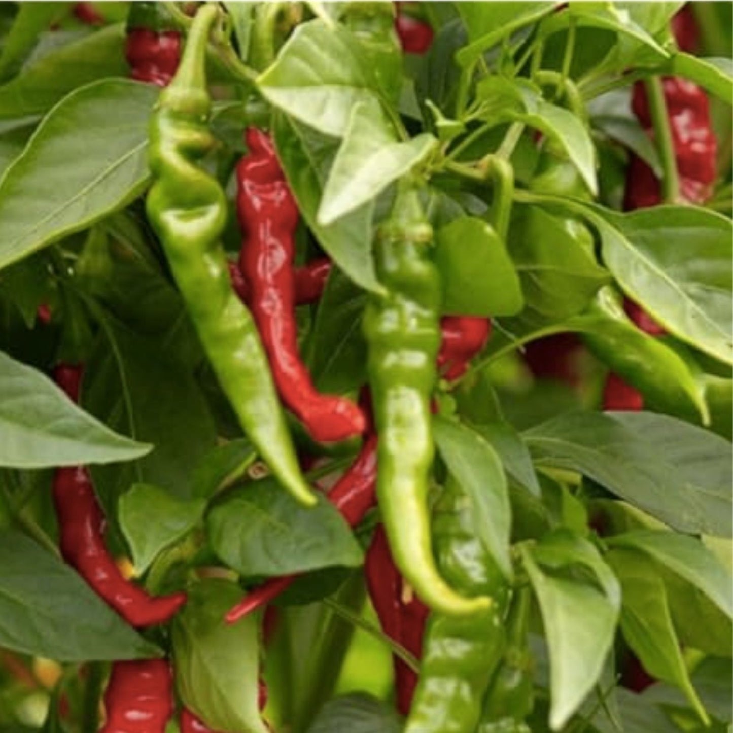 Iberia Pepper Seeds 25 Count – Hybrid Hot Pepper Capsicum annuum for All Season Growth, Fast Growing, Spicy Vegetable Seed
