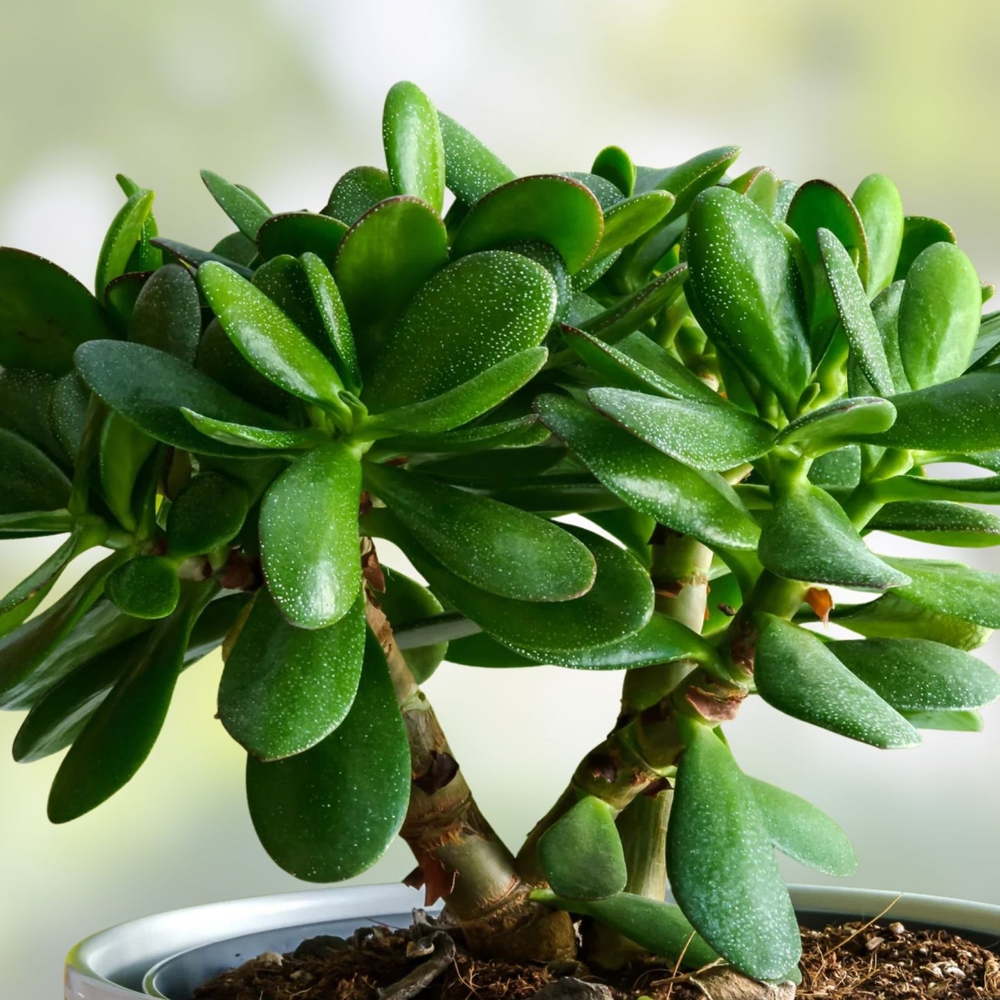 Jade Plant Cutting Crassula ovata Succulent Starter Plant 0.75-1 Inch Diameter Houseplant Gardening