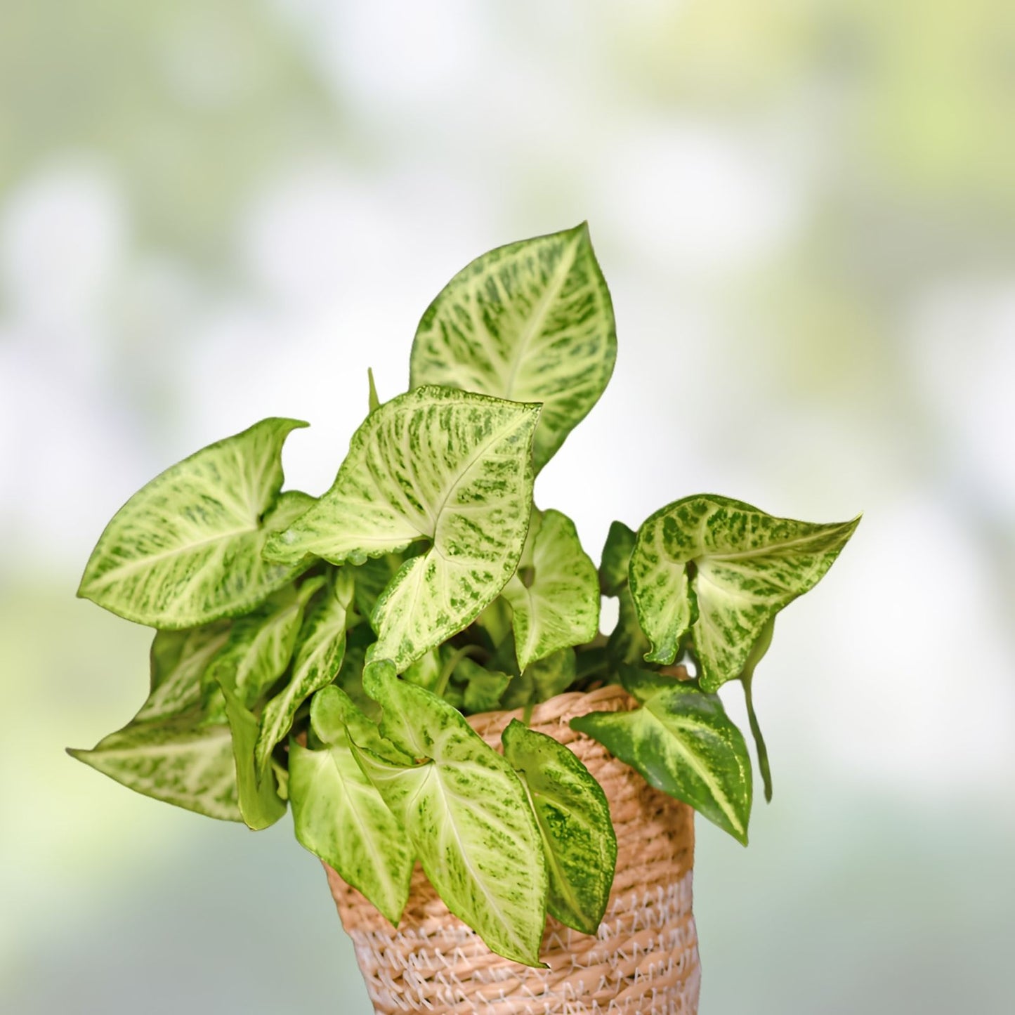 Arrowhead Vine Cuttings 20 Rooted Plants Syngonium Podophyllum Indoor Houseplant Starter - Easy to Grow