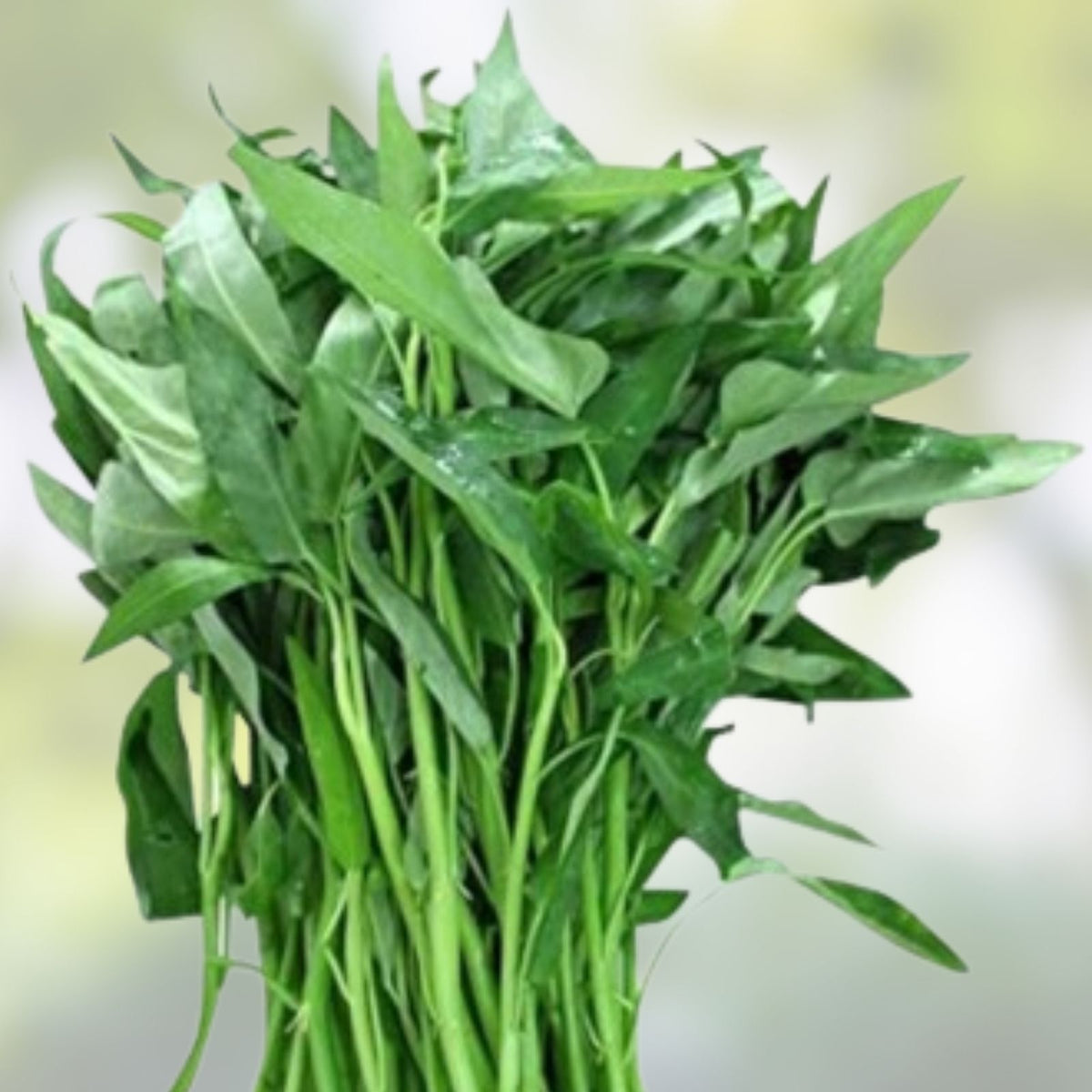 Ong Choy Seeds 100g Vietnamese Water Spinach Hat Rau Muong Kang Kong Ipomoea aquatica - Easy to Grow Vegetable Seeds