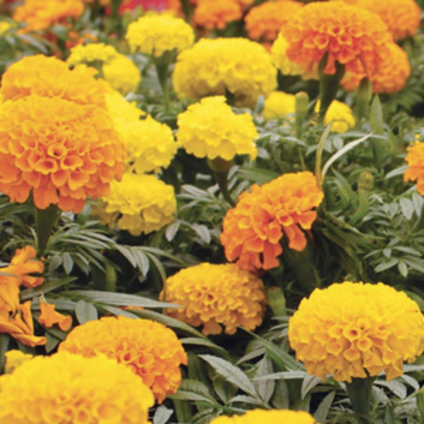 Organic Cracker Jack African Marigold Seeds Tagetes erecta 200 pack live plant cutting bare root starter flower seeds