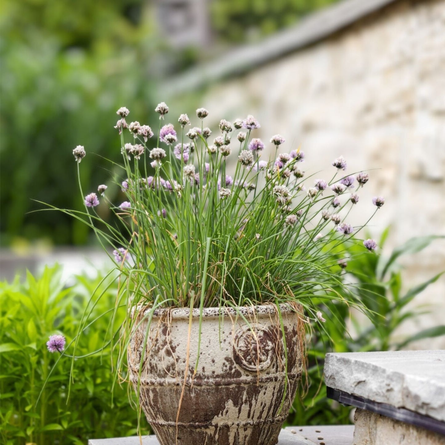 Herb Garden Seeds Pack Basil Thyme Parsley Chives Oregano Live Starter Plants for Home Gardening