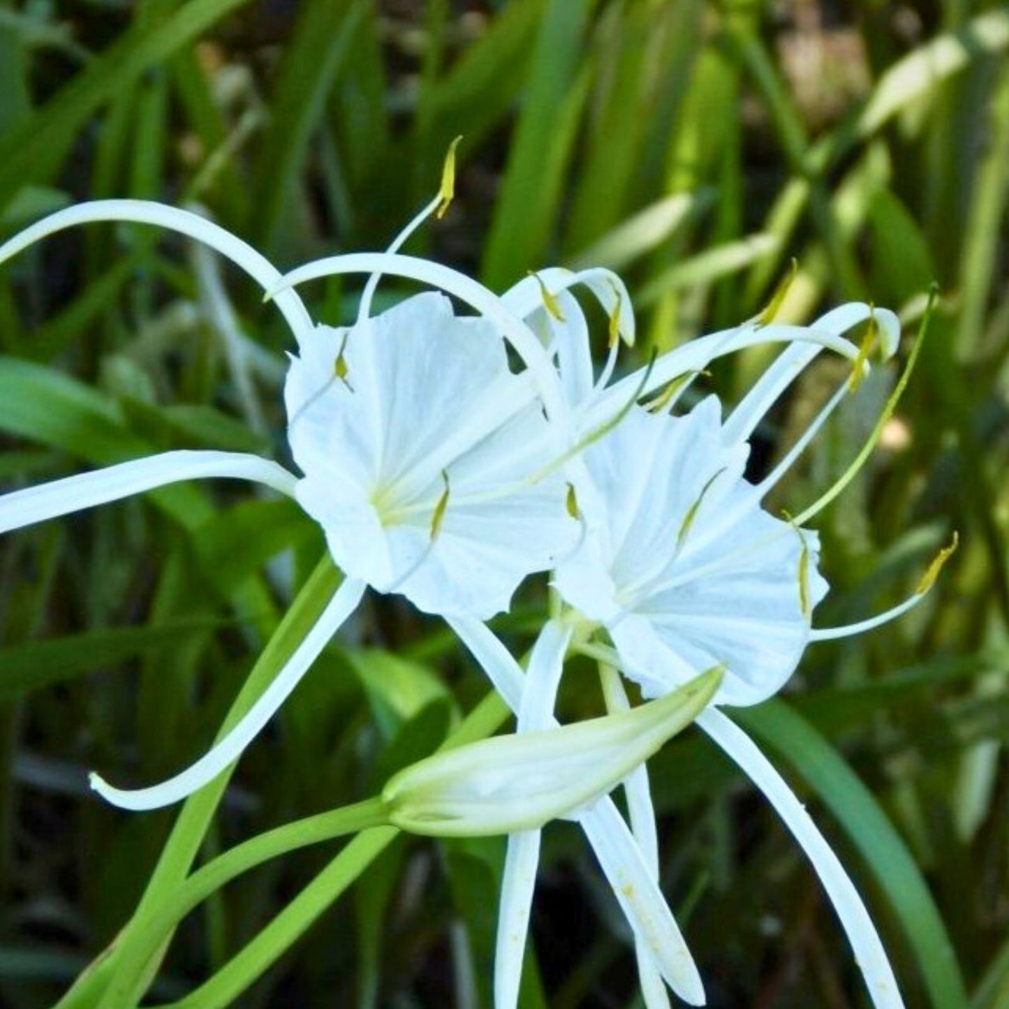 Live Spider Lily Plant - Hymenocallis spp. Rare South Alabama Native 10-12" Houseplant, Bulb, Cutting, Live Plant
