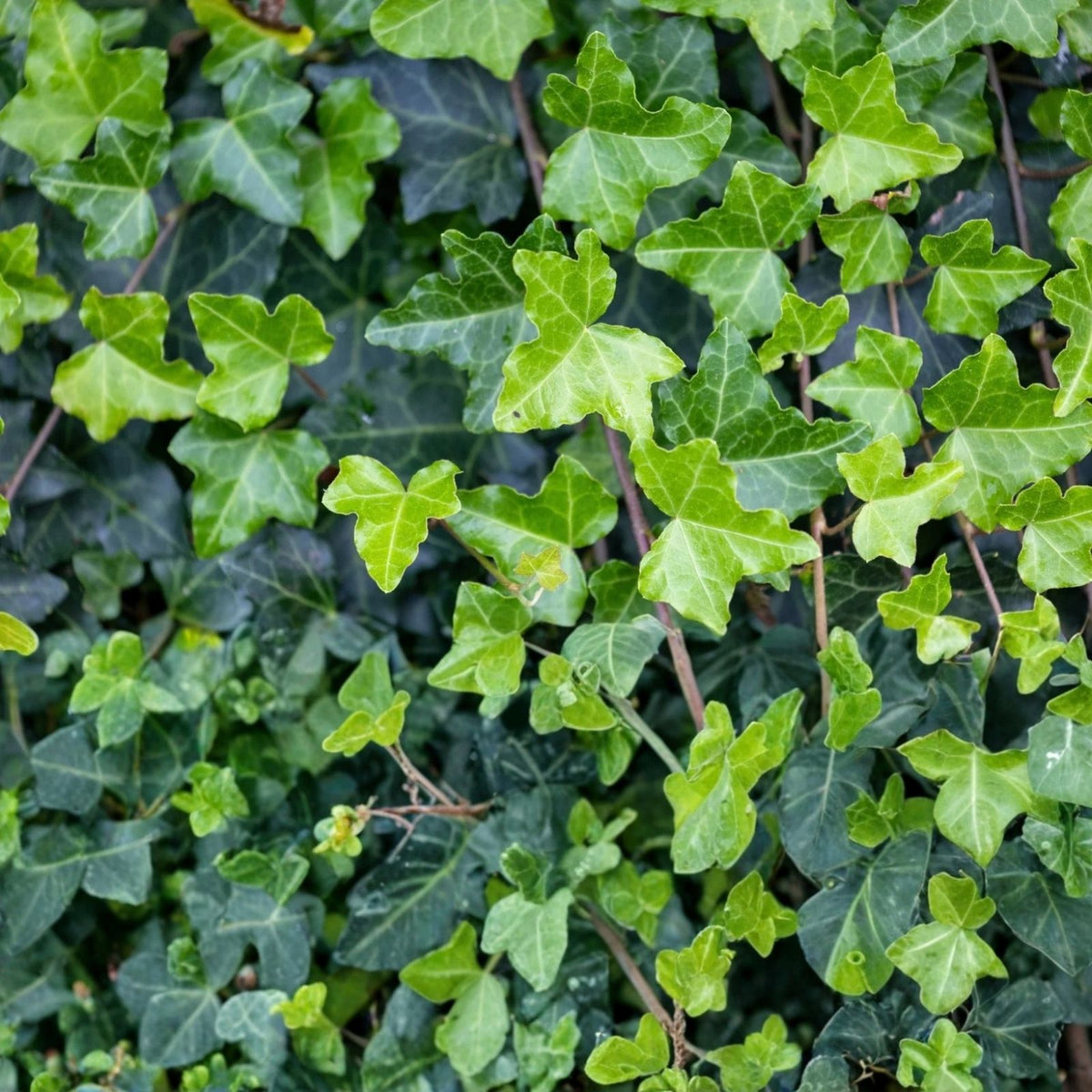 English Ivy Cuttings Hedera helix, 15 unrooted fast-growing houseplant, privacy screening, live plant, starter plant