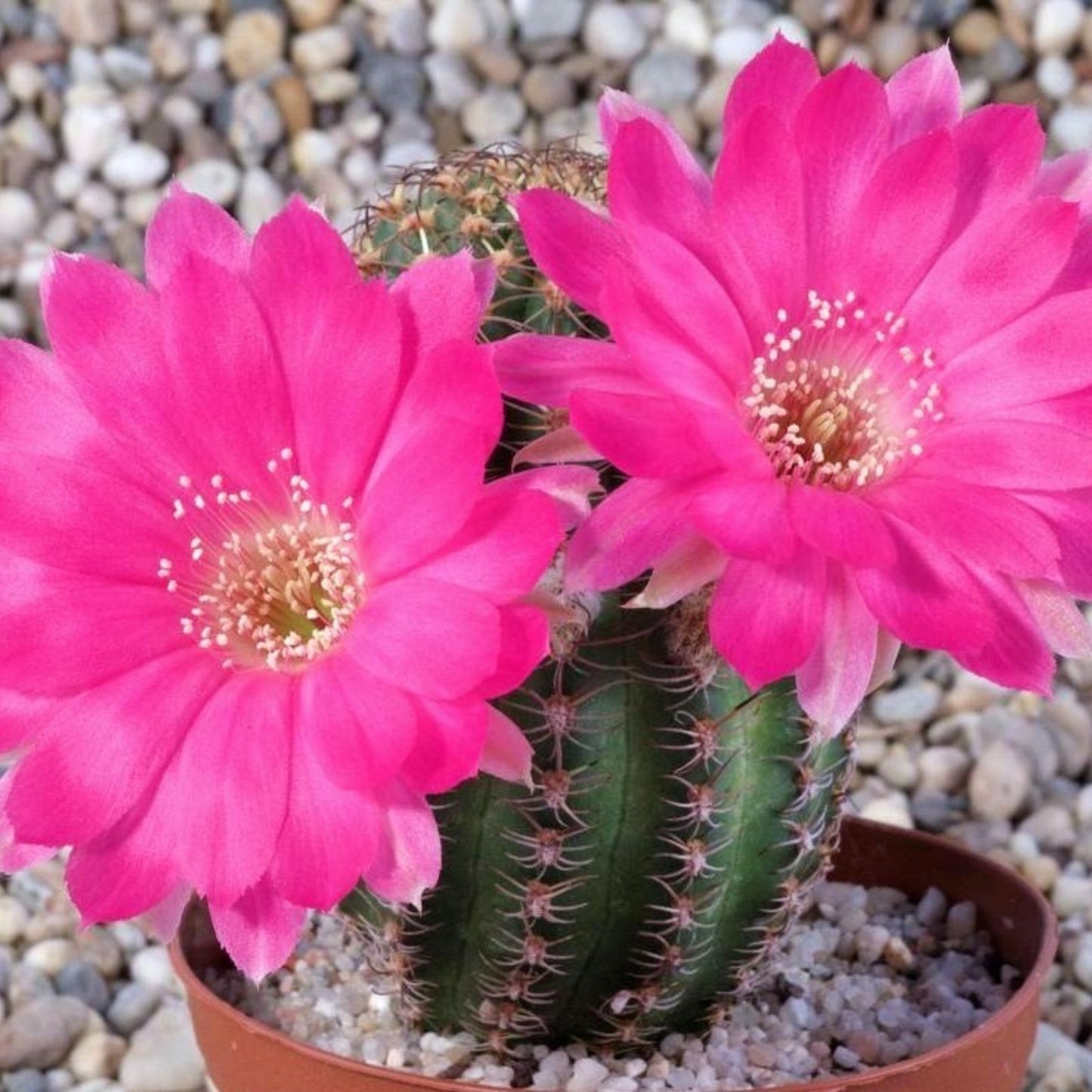 Lobivia Winteriana Cactus Plant | Live Succulent with Colorful Flowers | Ornamental Cacti | Echinopsis winteriana