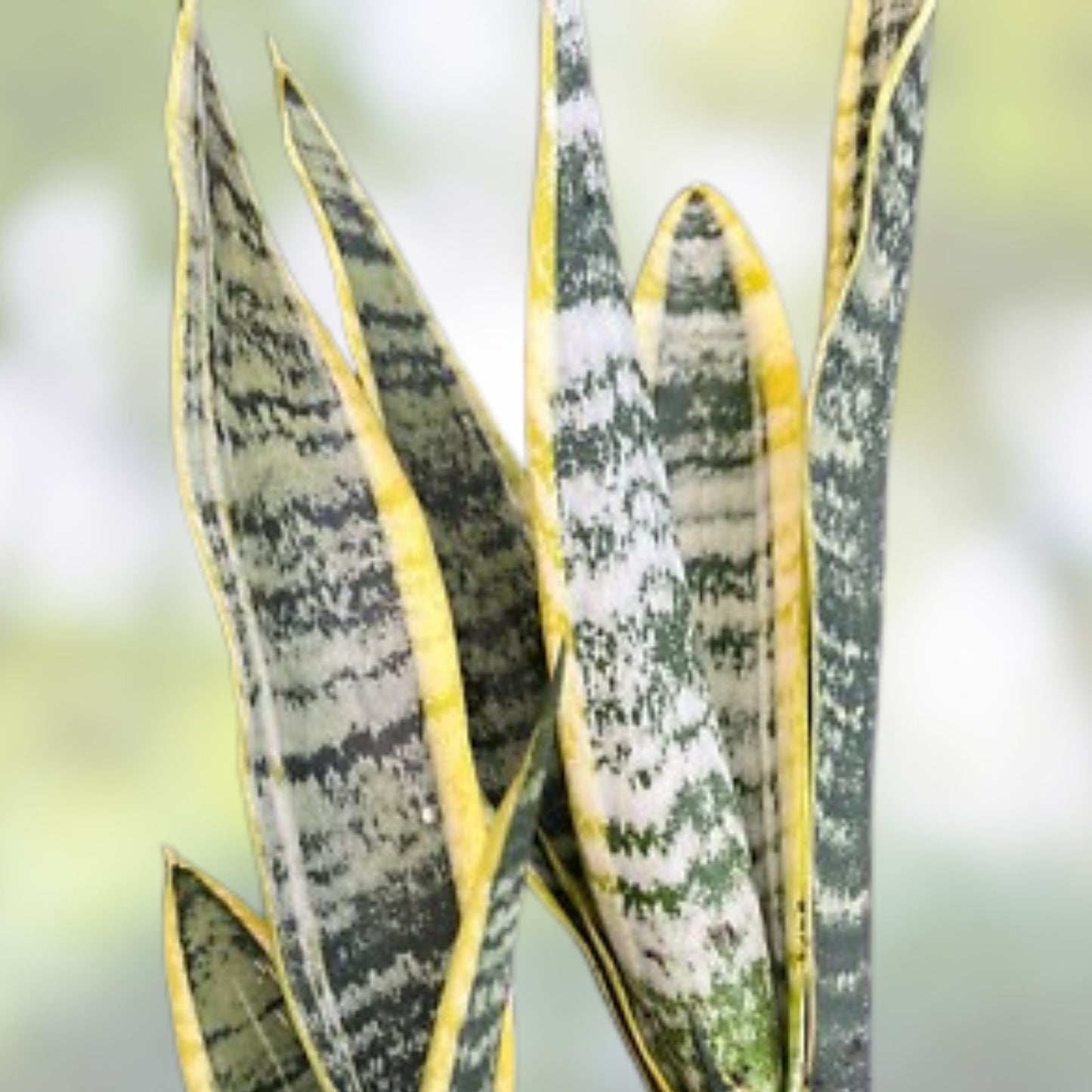 Snake Plant Cutting Unrooted Mother-In-Law's Tongue Indoor Air Purifying Houseplant - Sansevieria, Fast Growing