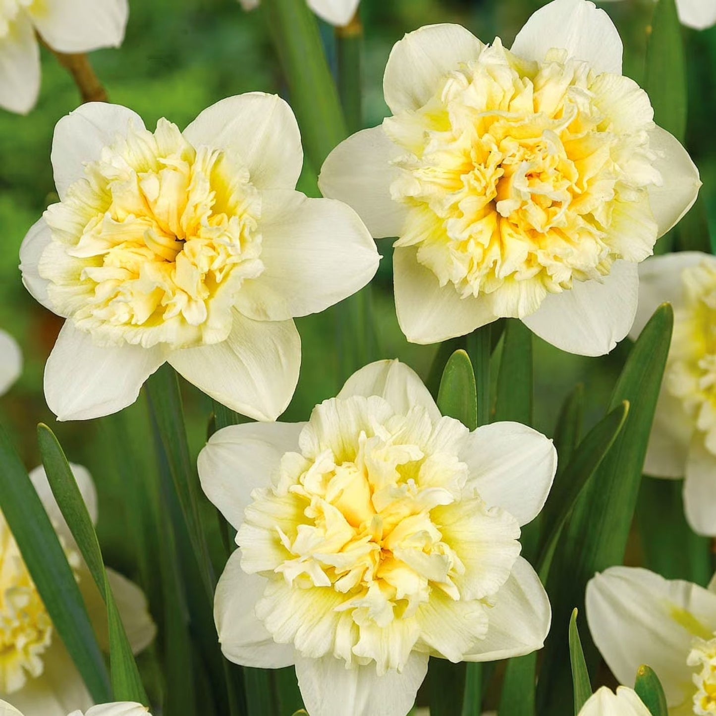 Ice Follies Narcissus Bulbs 14/16cm White Yellow Daffodil Perennial Flowering Plant Live Bulb Starter Plant