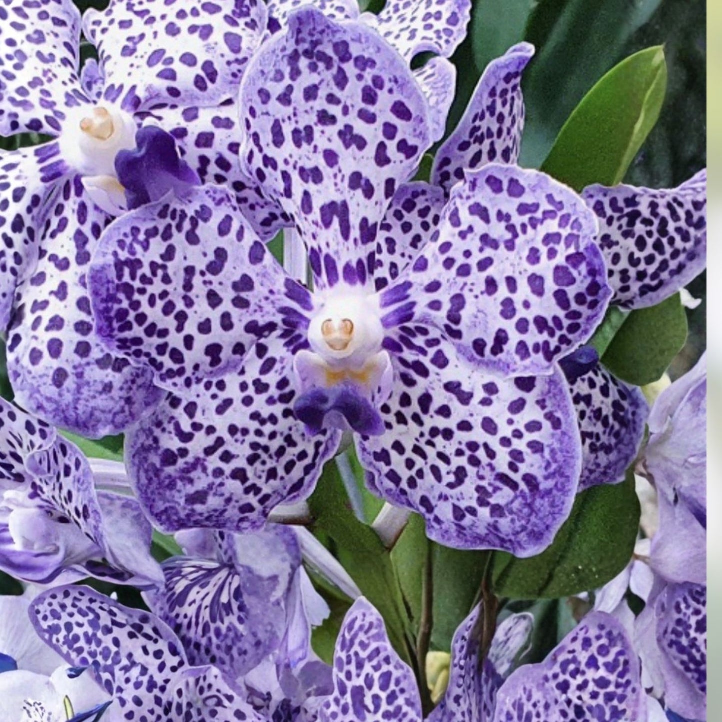Papilionanda Ladda Fragrance 'Alina' Orchid 4-inch Pot Rare Fragrant Vanda Orchid Live Plant