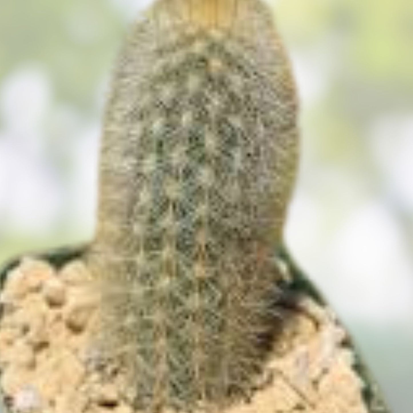 Haageocereus Pseudomelanostele Auriespinus Cactus – 7-8" Bareroot, Rare Succulent with Unique Spines, Fast Growing Plant