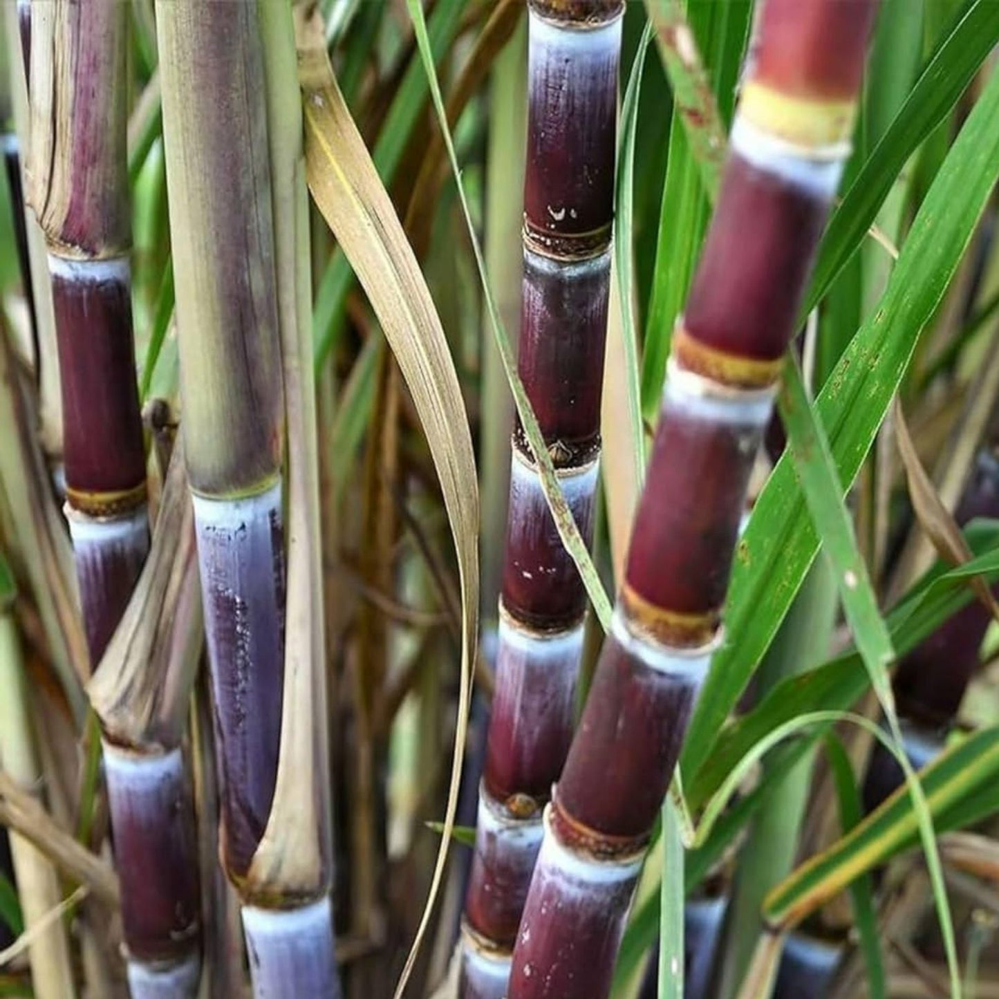 4 pcs Green Sugarcane Live Plants – Sweet Juicy Cuttings, Saccharum officinarum, Fresh Bare Root, Planting Starter, Houseplant
