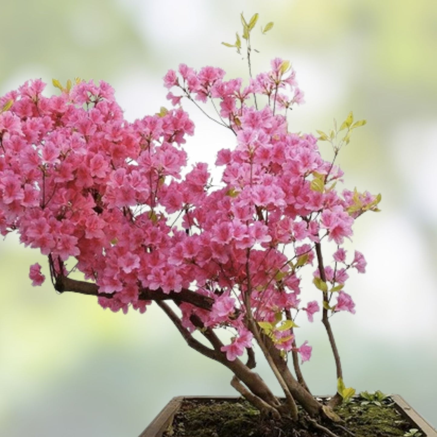 Rhododendron Florence Parks Starter Plant Live Well-Rooted Garden Landscape Plant - Rare, Well-Rooted, Live Plant