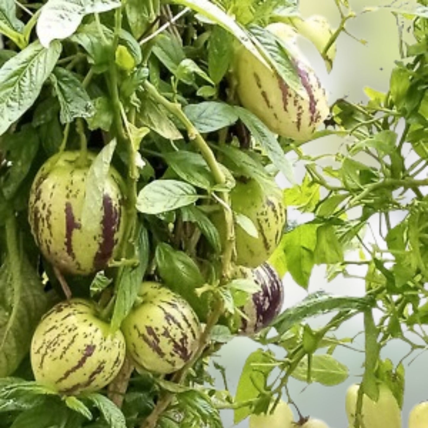 Organic Pepino Melon Plant Golden Sweet Ginseng Fruit Live Plant Solanum muricatum