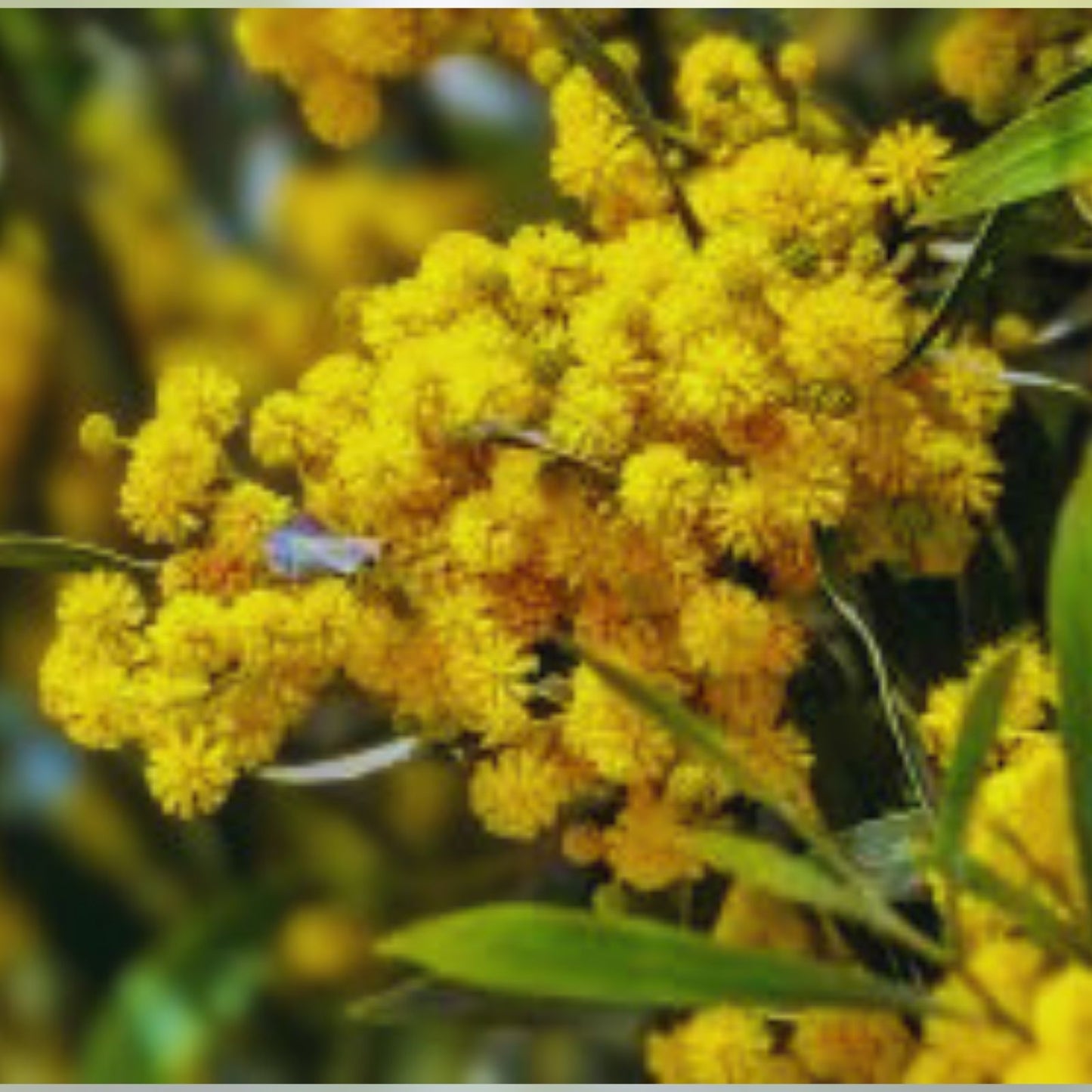 Golden Mimosa Tree Seeds 30 Count – Acacia baileyana – Ornamental Landscaping Seeds – Non-GMO Planting Material