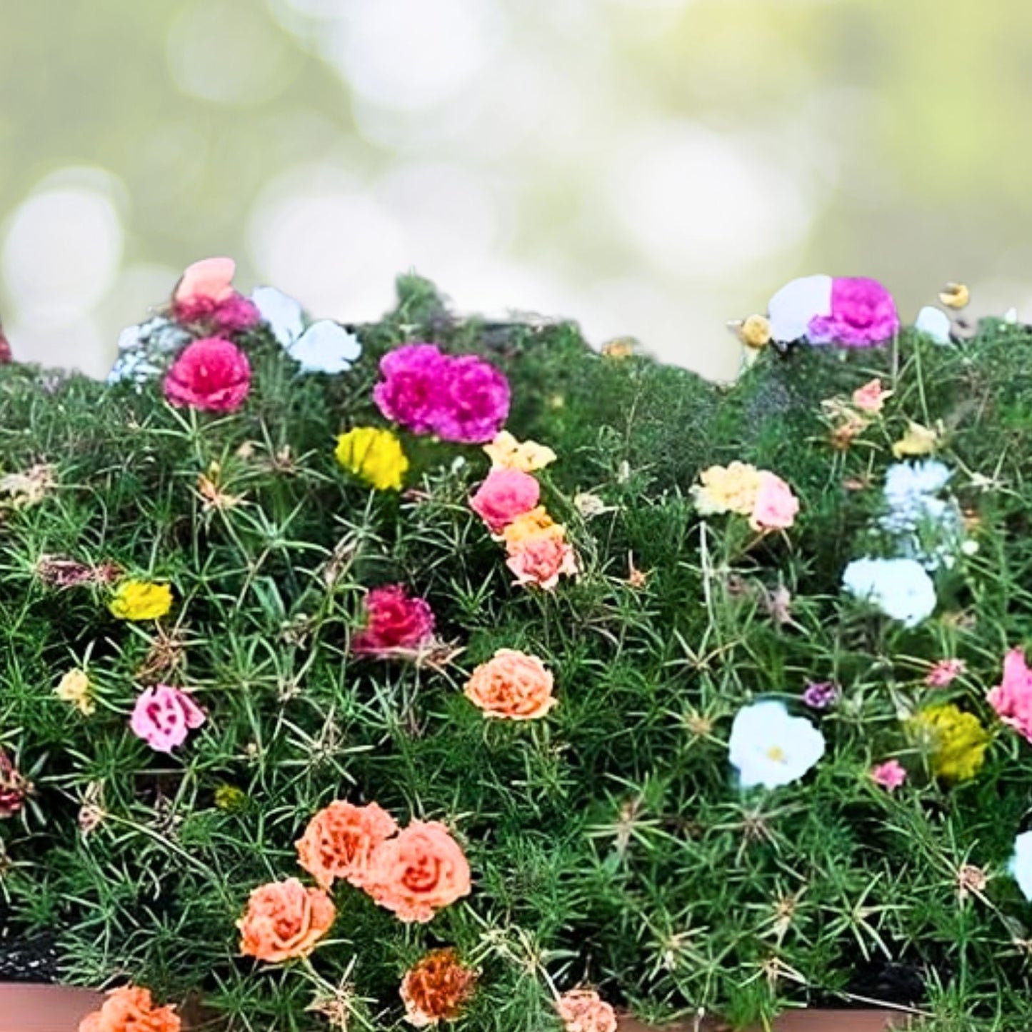 Jumbo Portulaca Cuttings Magenta Orange Splash Succulent Plant Portulaca grandiflora Samba 5 Unrooted Starter Plants