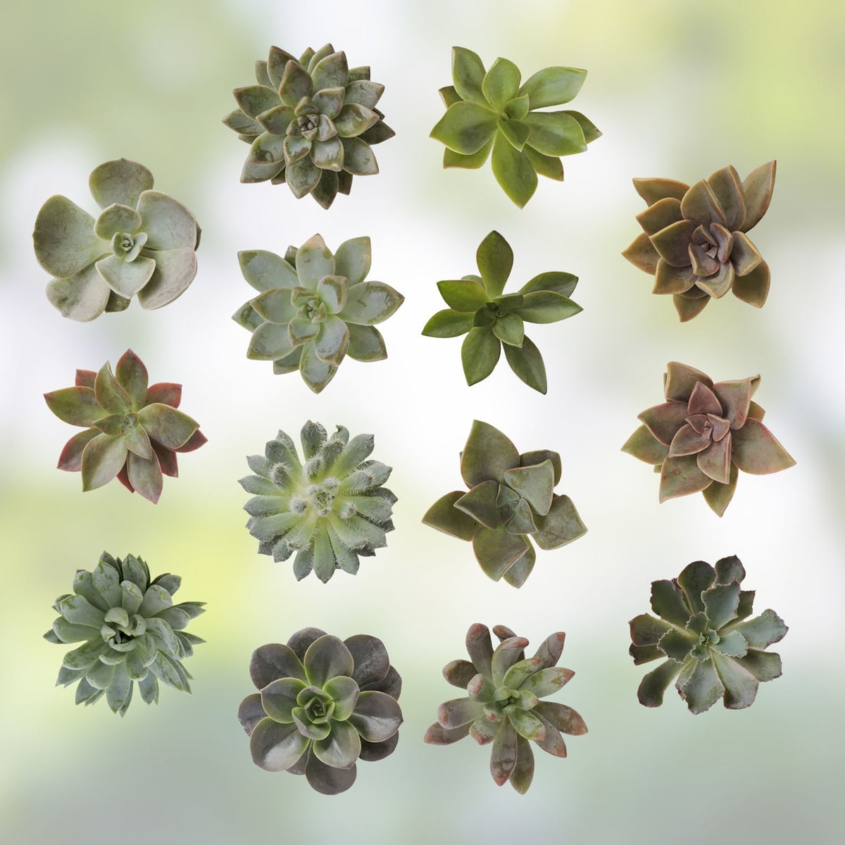 Assorted Succulent Cuttings 100 Pieces | 20 Varieties Live Plants for DIY Arrangements Garden Projects