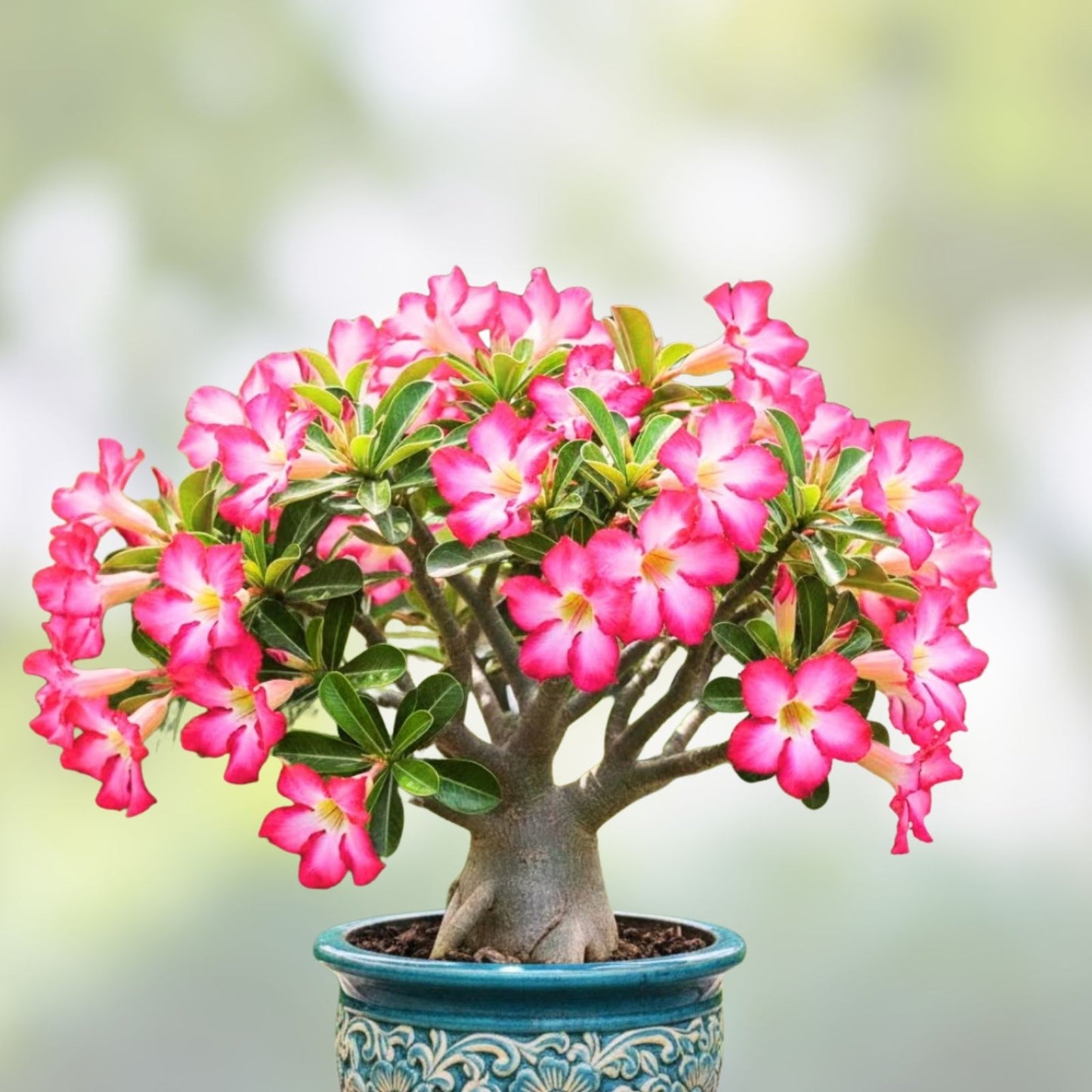 Desert Rose Seeds Adenium Obesum Mixed Color Live Plant Cutting Starter Bare Root for Garden Indoor Planting