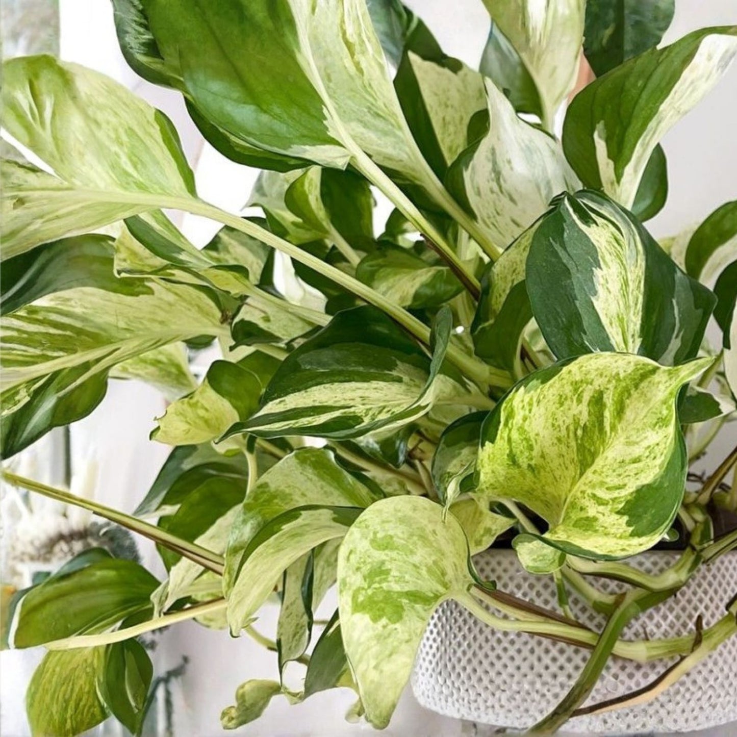 Large Rooted Pothos Cuttings 3 Pack – Green Variegated Epipremnum aureum Houseplant, Indoor Plant, Easy Care