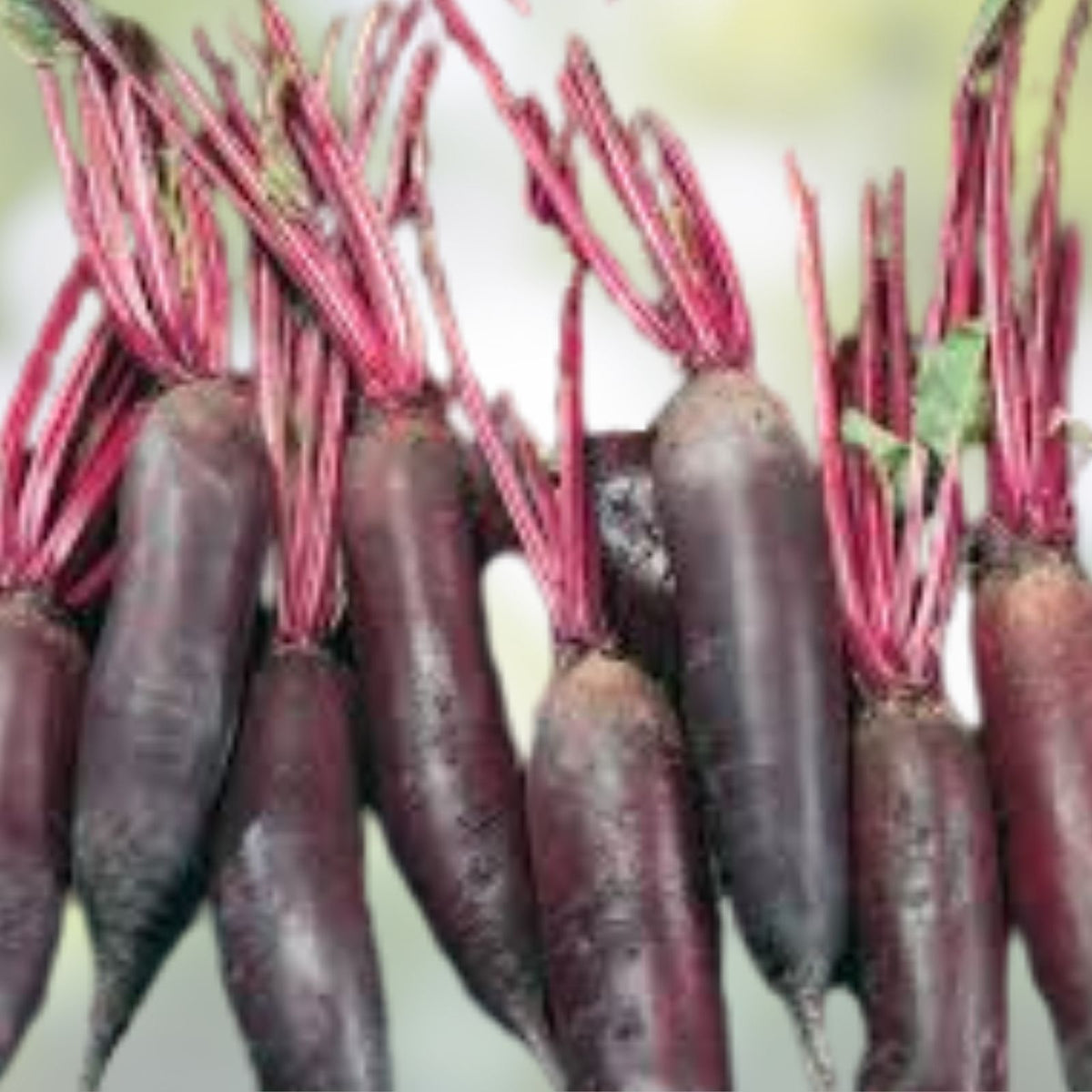 Cylindra Beet Seeds 50 Count – Heirloom Non-GMO Organic Beta vulgaris for Home Garden, Root Vegetable, Easy to Grow