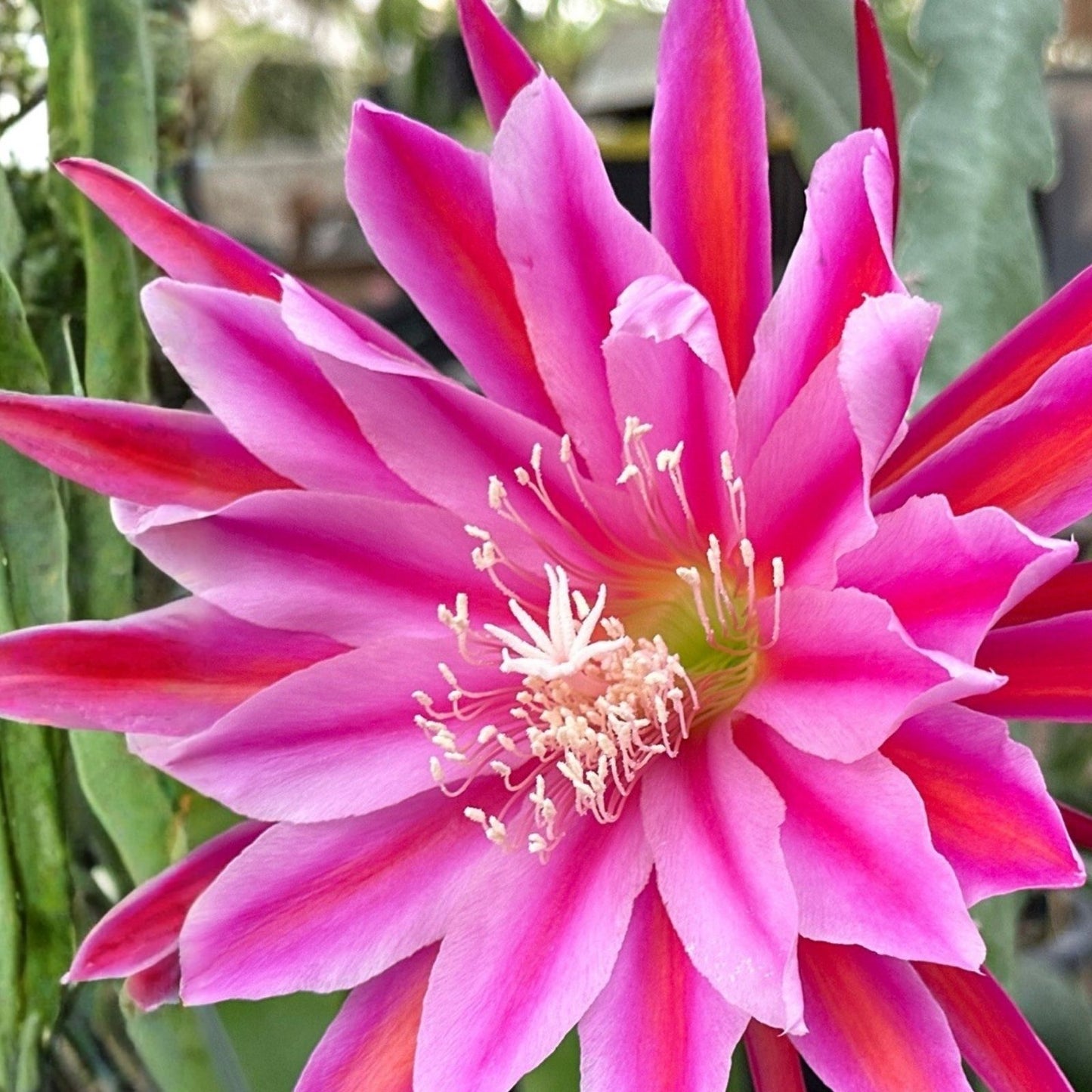 Epiphyllum 'Sonoma Sunshine' Orchid Cactus Cutting - Live Tropical Houseplant, Rare Epiphyllum Starter Plant