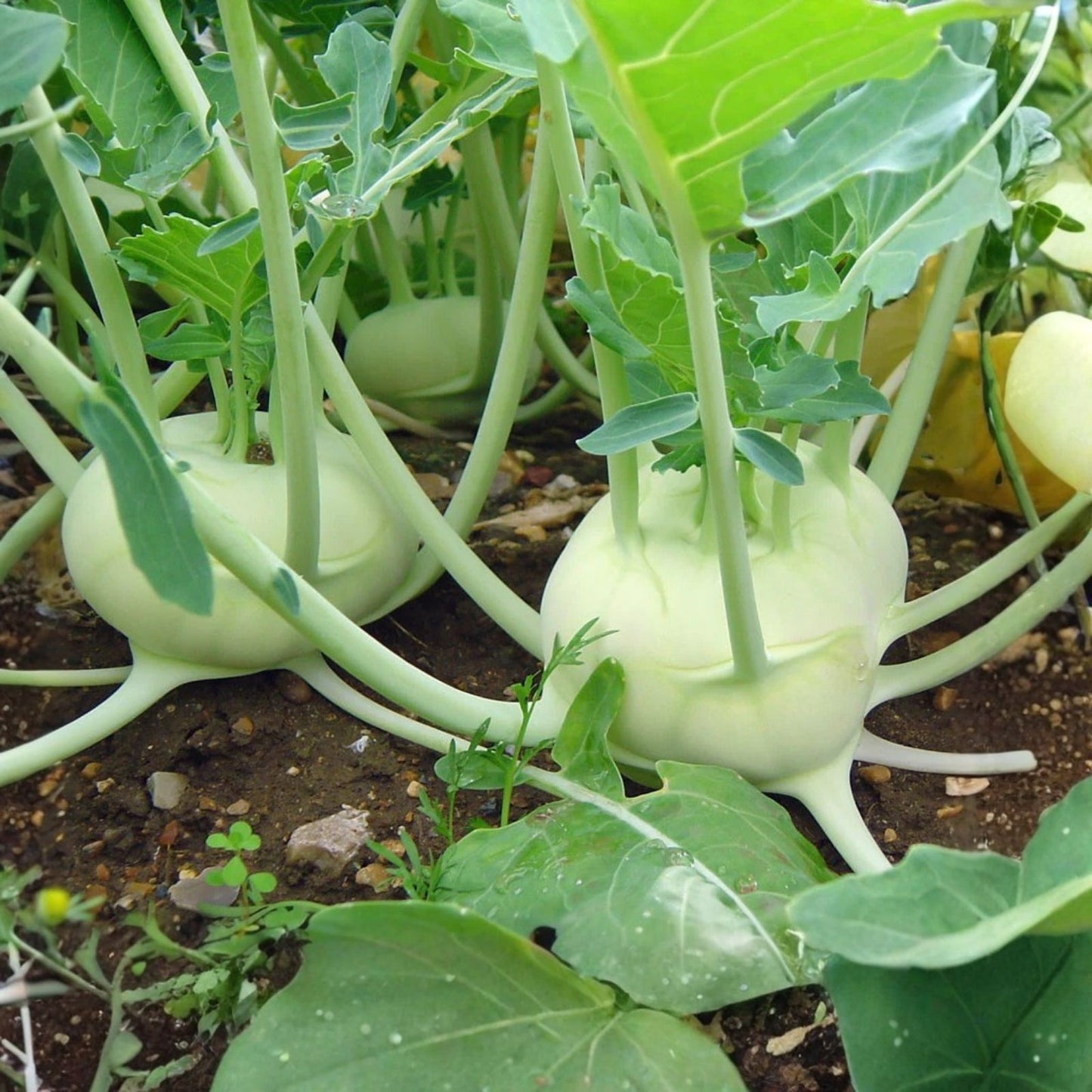 Kohlrabi Seeds Early White Vienna Brassica oleracea Vegetable Garden Starter Plants 200+